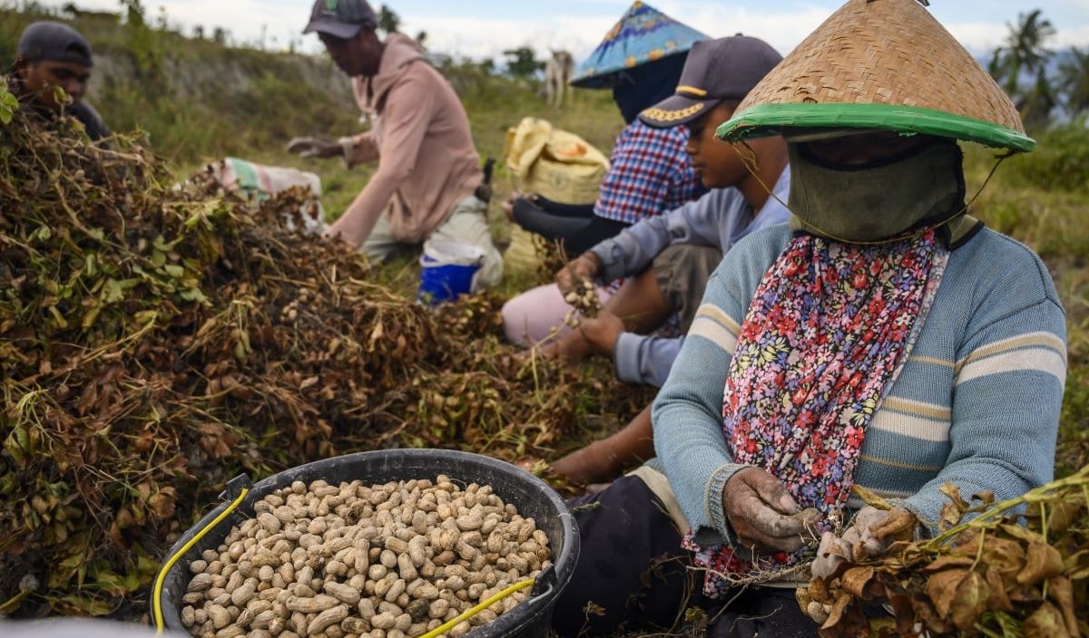 Sejumlah buruh tani memisahkan kacang tanah dengan batangnya usai dipanen di Desa Porame, Sigi, Sulawesi Tengah.