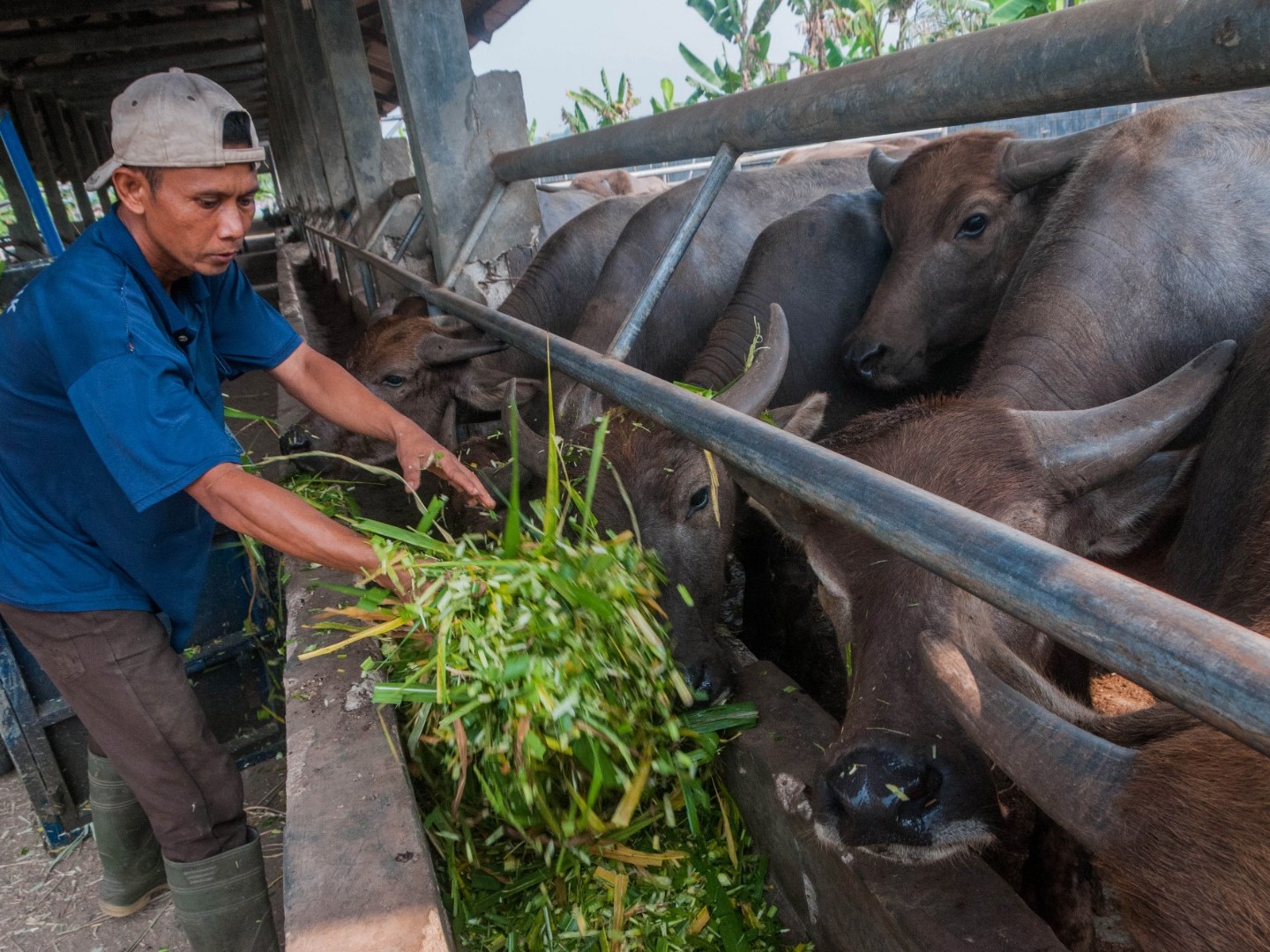 Pekerja memberi makan hewan ternak kerbau di Unit Pelaksana Teknis Daerah (UPTD) peternakan Cibadak, Lebak, Banten.