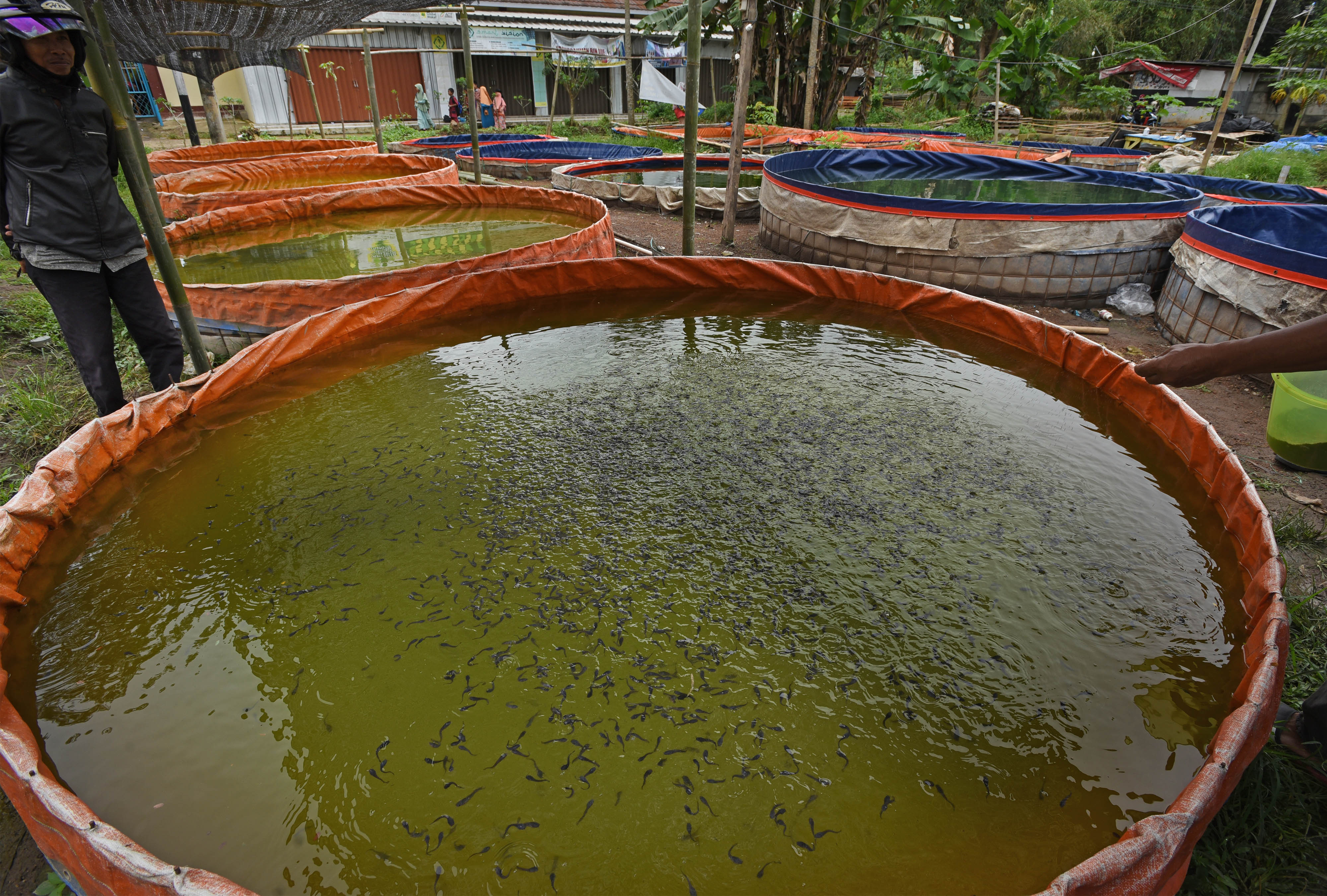Budi daya lele menggunakan terpal