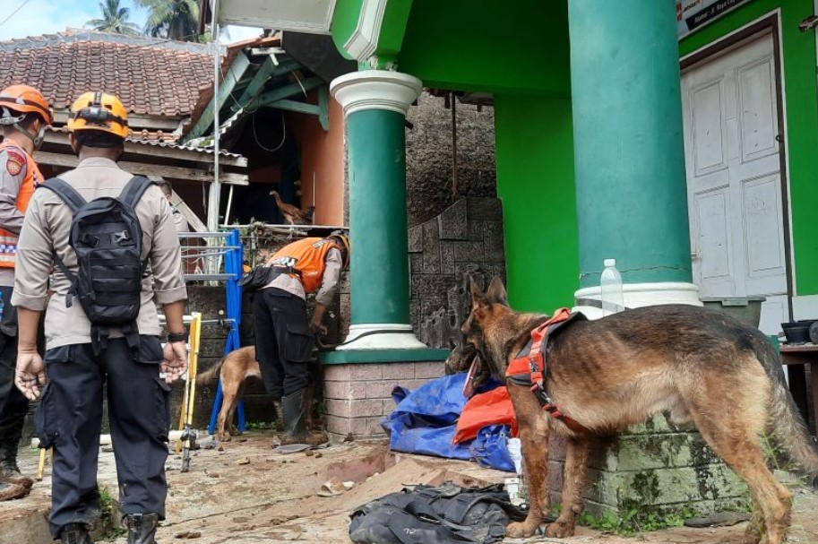 Anjing K-9 Pol Satwa Polda Jawa Barat dikerahkan mencari korbab tertimbun longsor akibat gempa Cianjur, Jawa Barat, Kamis (24/11).