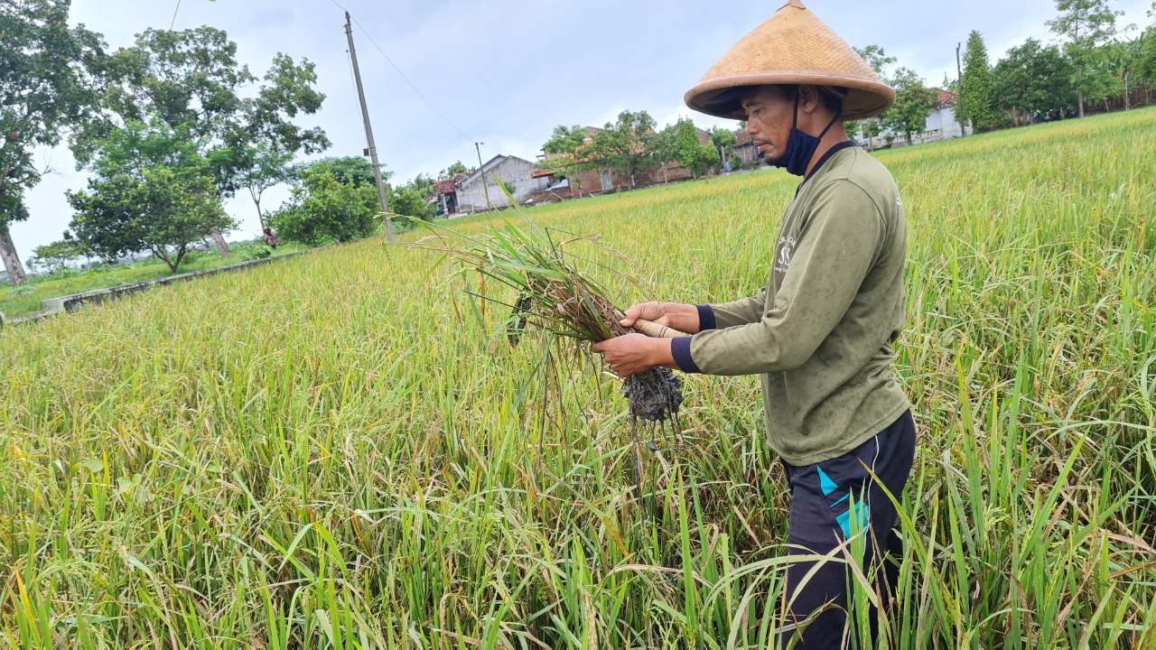 Petani tengah memeriksa tanaman padinya.