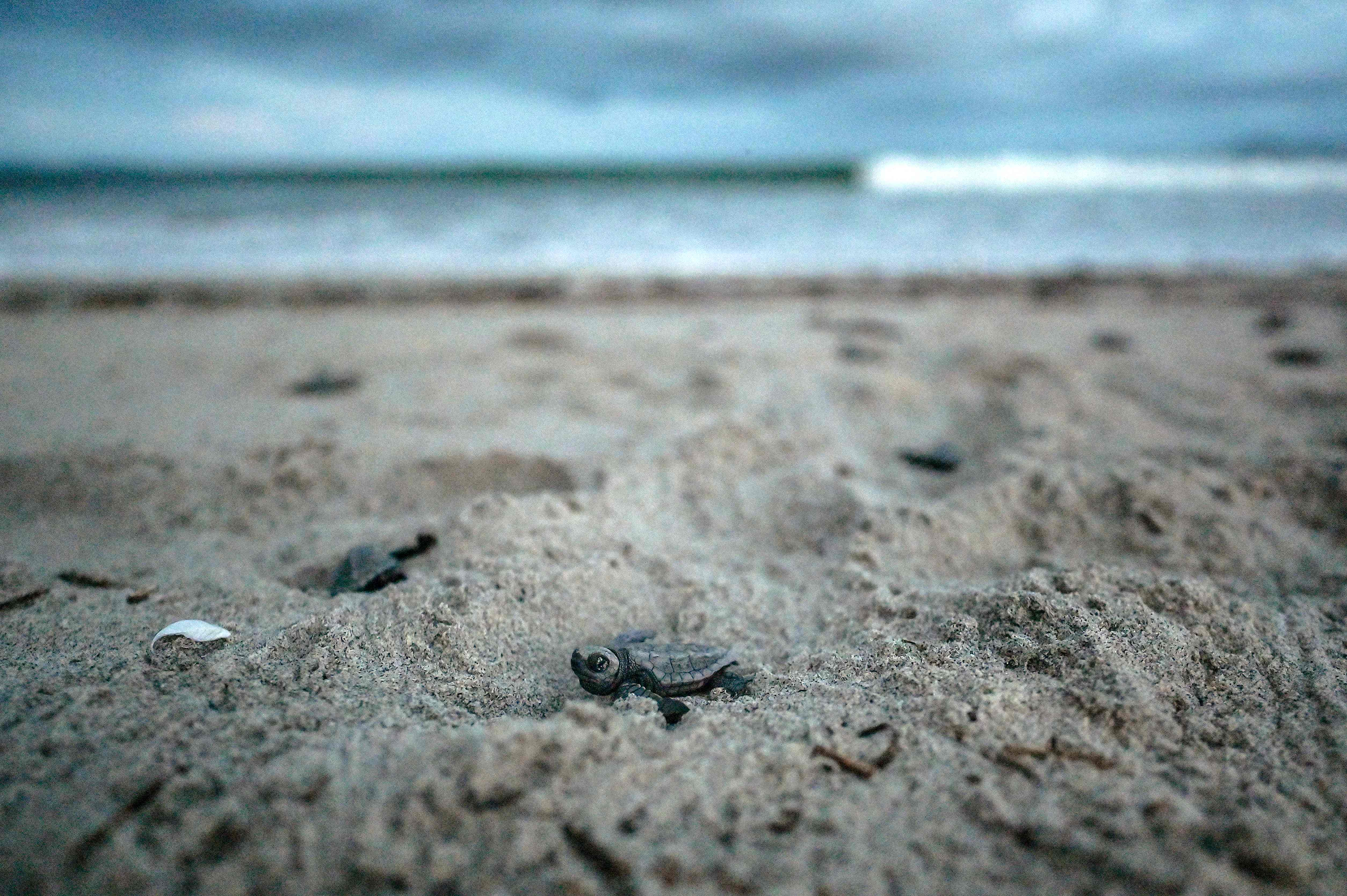 Seekor anak penyu berusaha mencapai lautan di pesisir Panama.