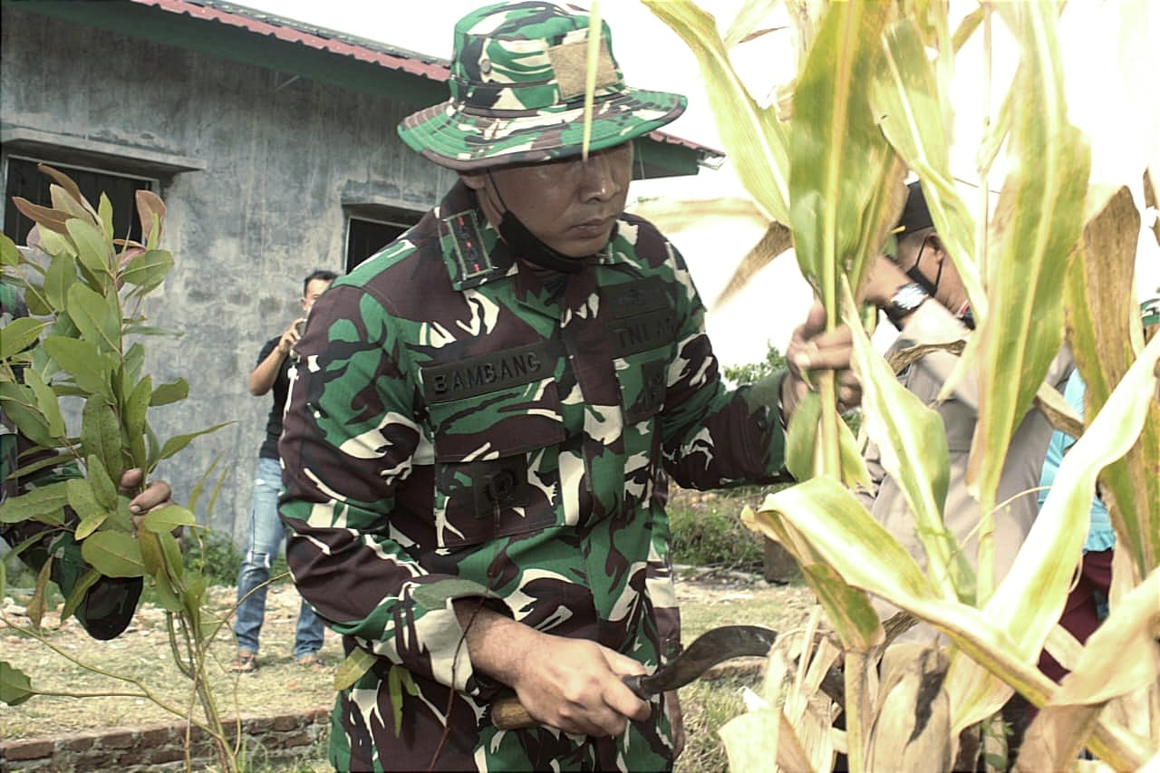 Dandim Letkol Czi Bambang Setyo Triwibowo memanen jagung 