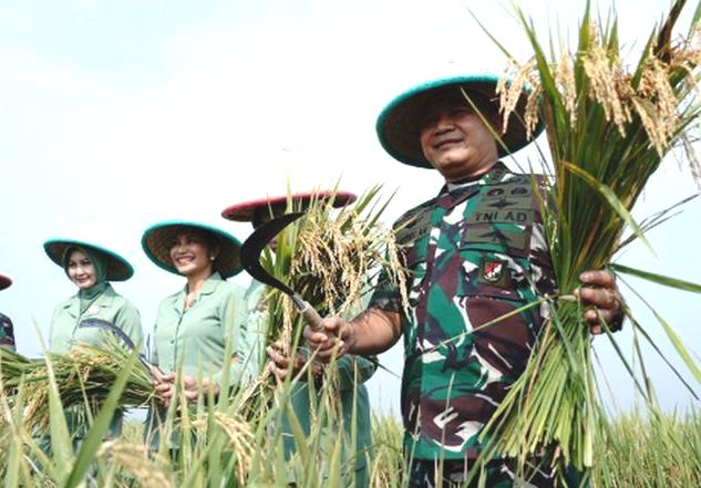 KSAD Jenderal TNI Dudung Abdurrachman melakukan panen padi.