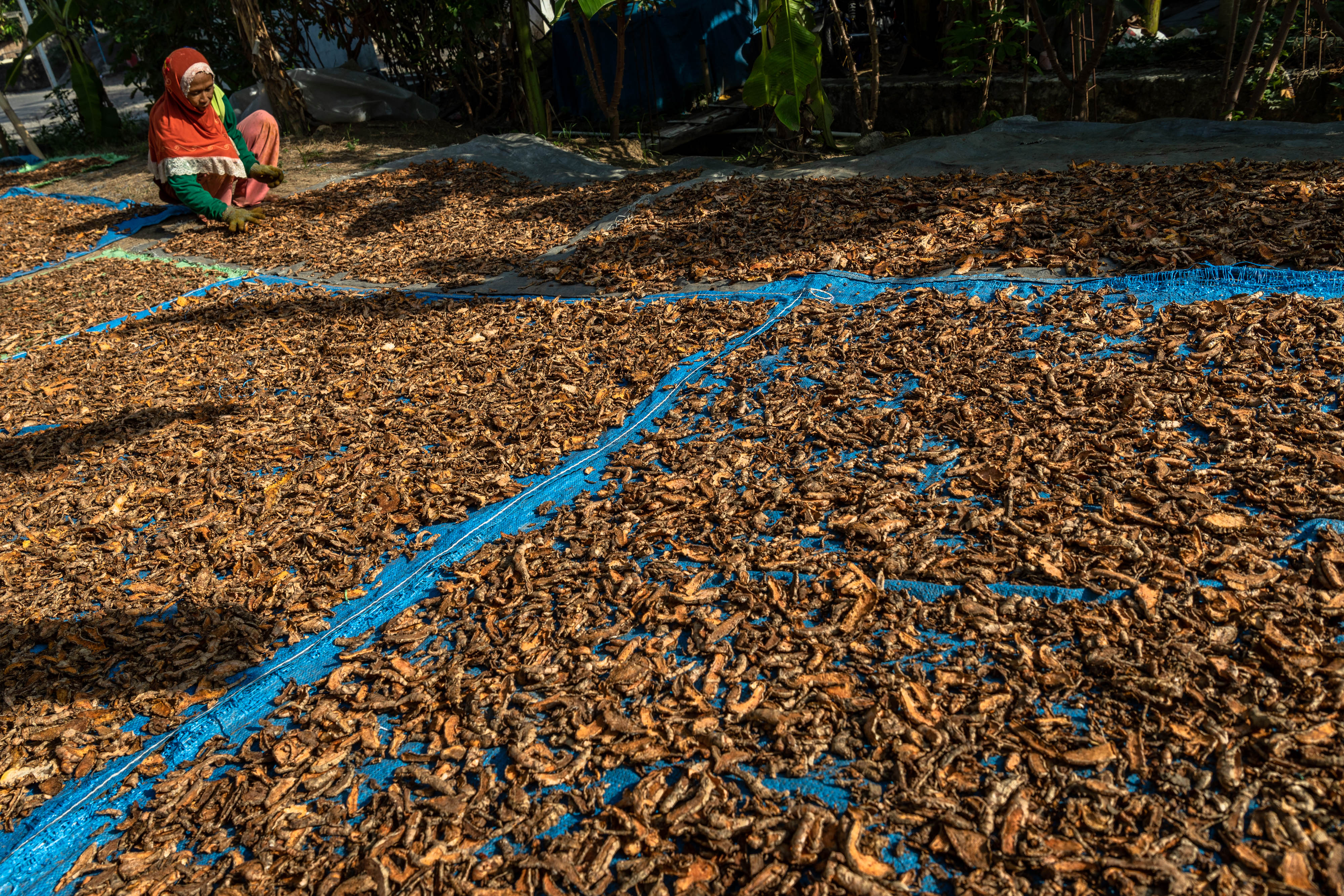 Petani menjemur kunyit (Curcuma longa) rajang di sentra pertanian kunyit Desa Banyumeneng, Mranggen, Demak, Jawa Tengah.