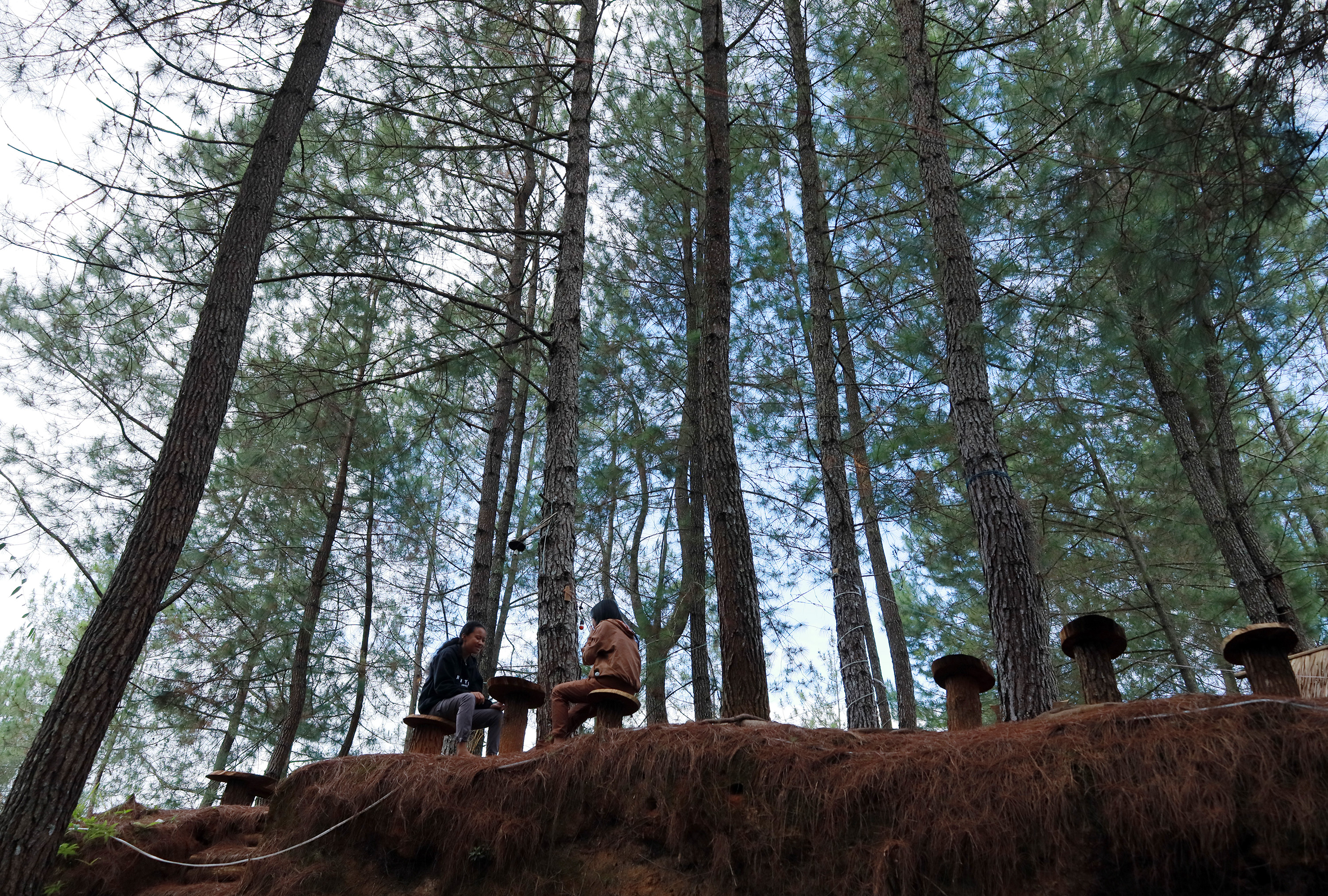 Sejumlah pengunjung menikmati suasana hutan pinus di Desa Tondok Bakaru, Mamasa, Sulawesi Barat.