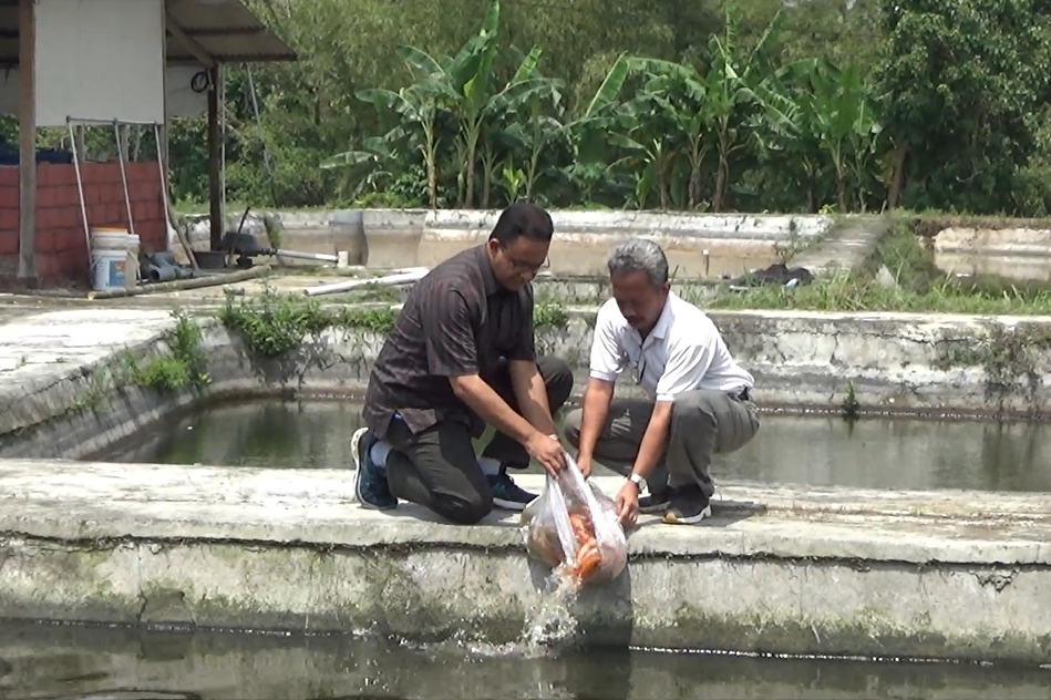 Anies Baswedan menabur benih ikan nila di Sleman, DIY.