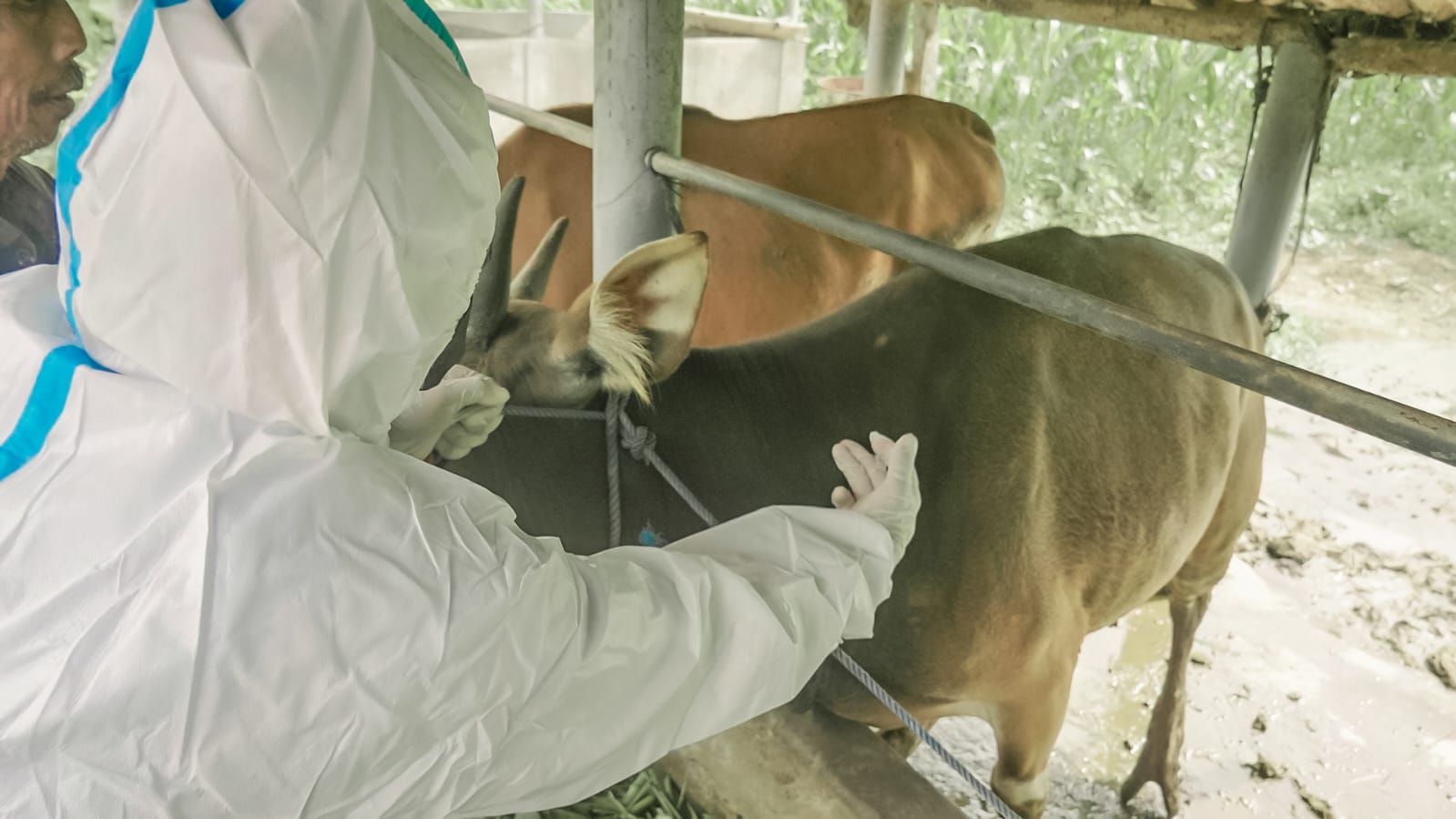 Vaksinasi PMK dilaksanakan di Bali sekaligus mendukung pelaksanaan KTT G20.  