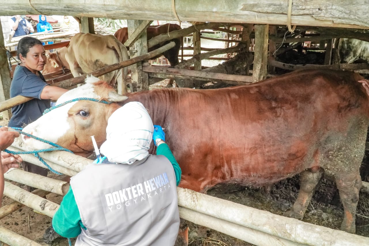 Kementan kerja sama dengan TNI untuk mengakselerasi pelaksanaan vaksinasi ternak di Jawa Tengah.
