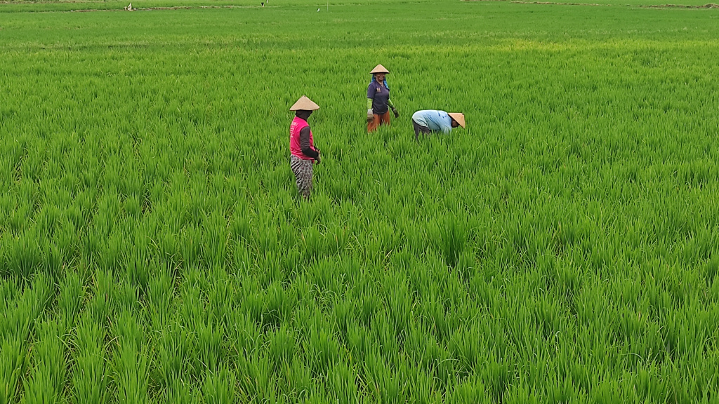 Petani tengah bekerja di sawah di Kecamatan Sragen, Jawa Tengah.