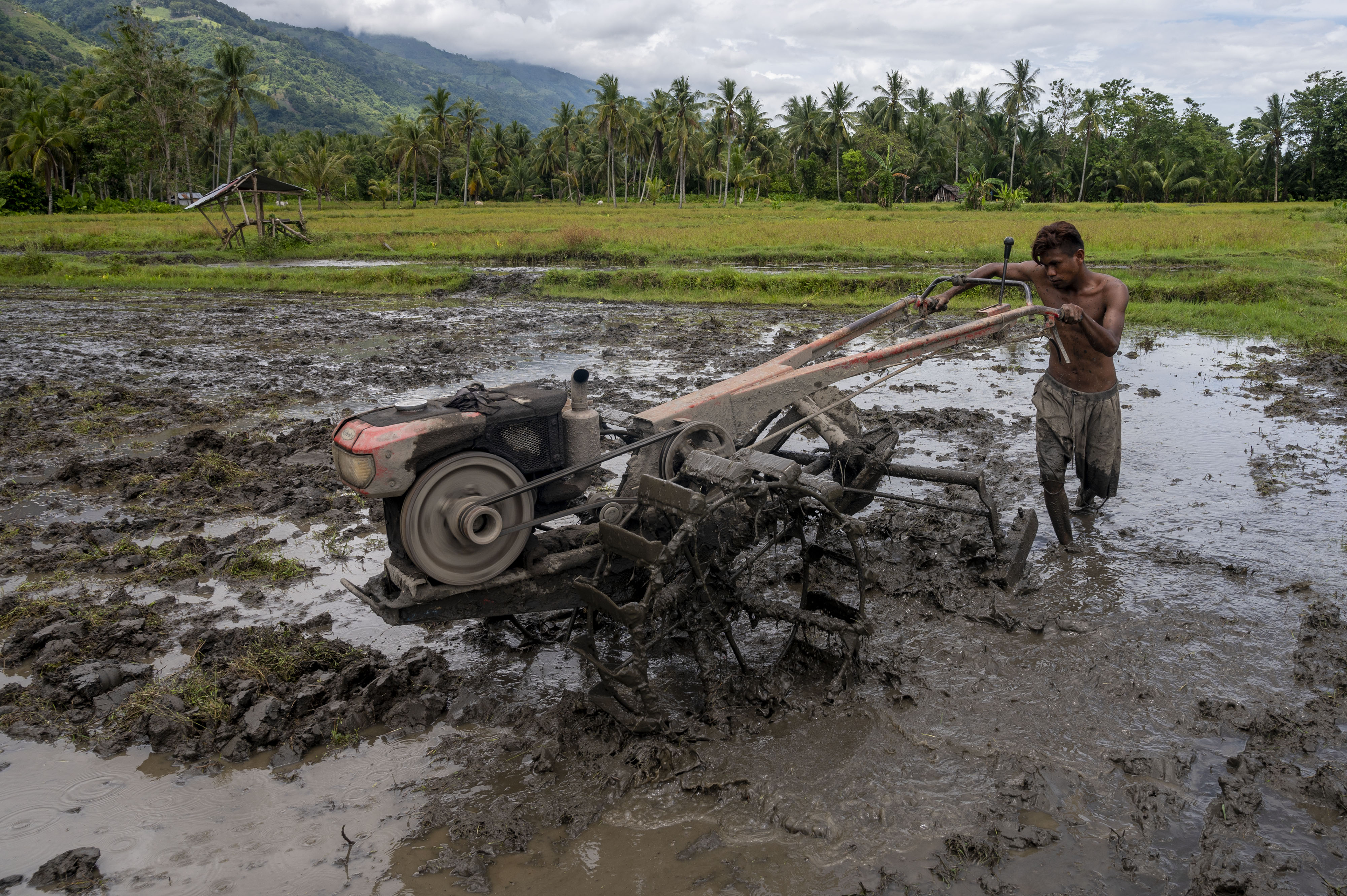 Potret petani membajak sawah dengan menggunakan traktor tangan di Sulawesi Tengah.