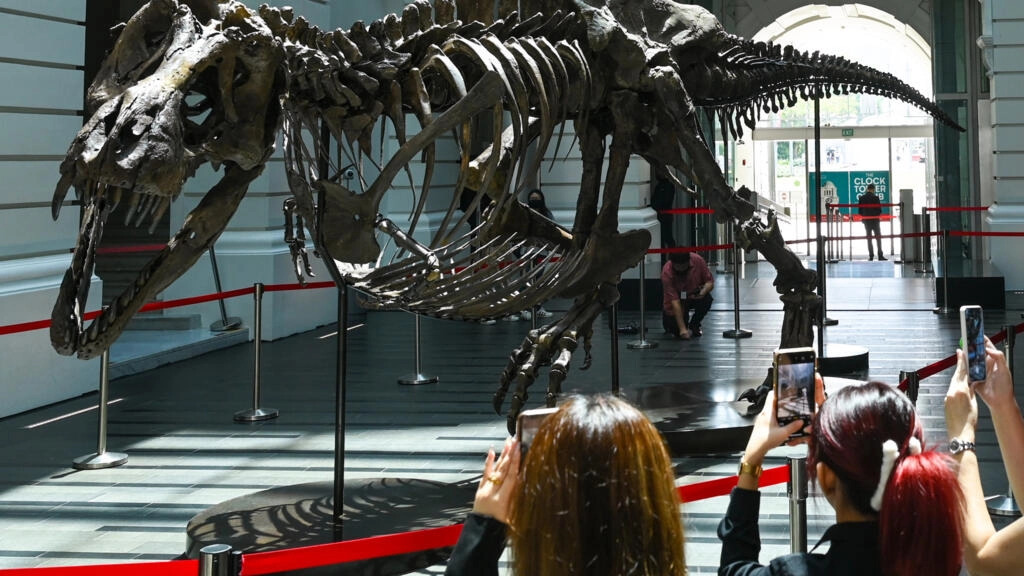 Pengunjung melihat Shen, kerangka dinosaurus saat dipamerkan di Singapura