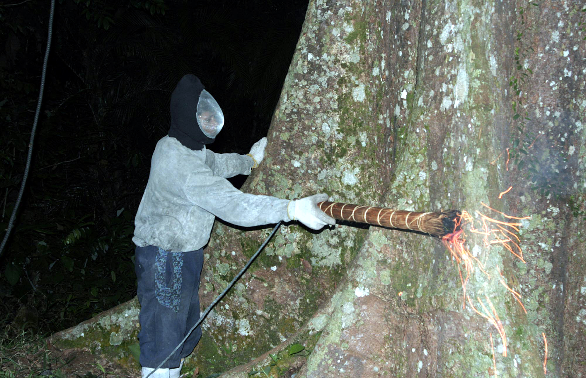 Ilustrasi: Pemanen madu sedang membaca 'syair' untuk merayu lebah meninggalkan pohon sialang