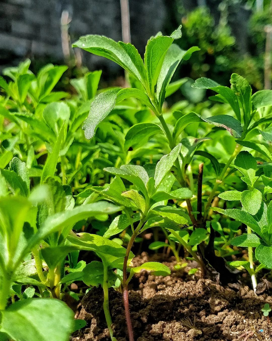 Stevia, Peluang Usaha yang semakin Manis