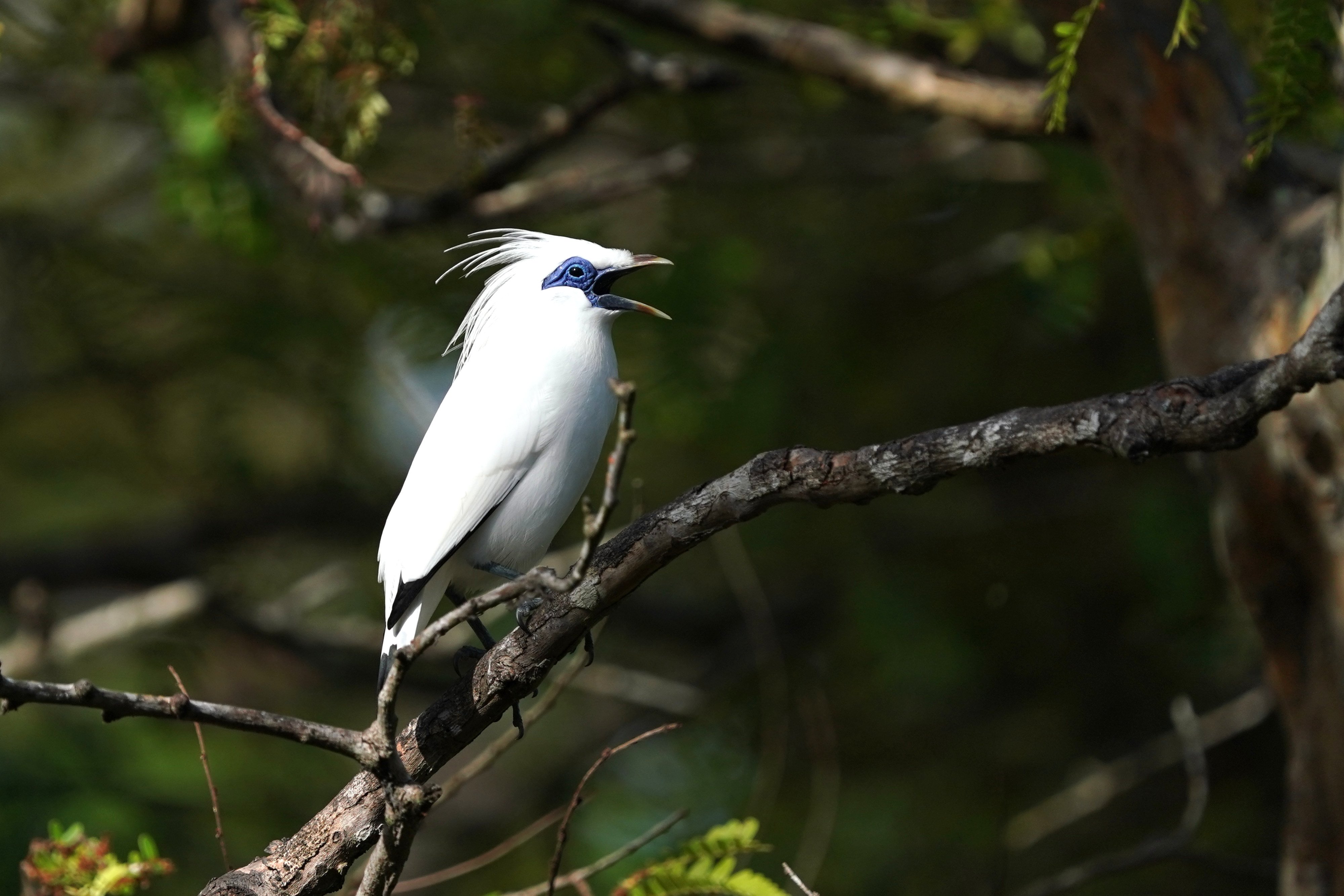 Potret seekor Jalak Bali bertengger di atas pohon kawasan taman nasional.