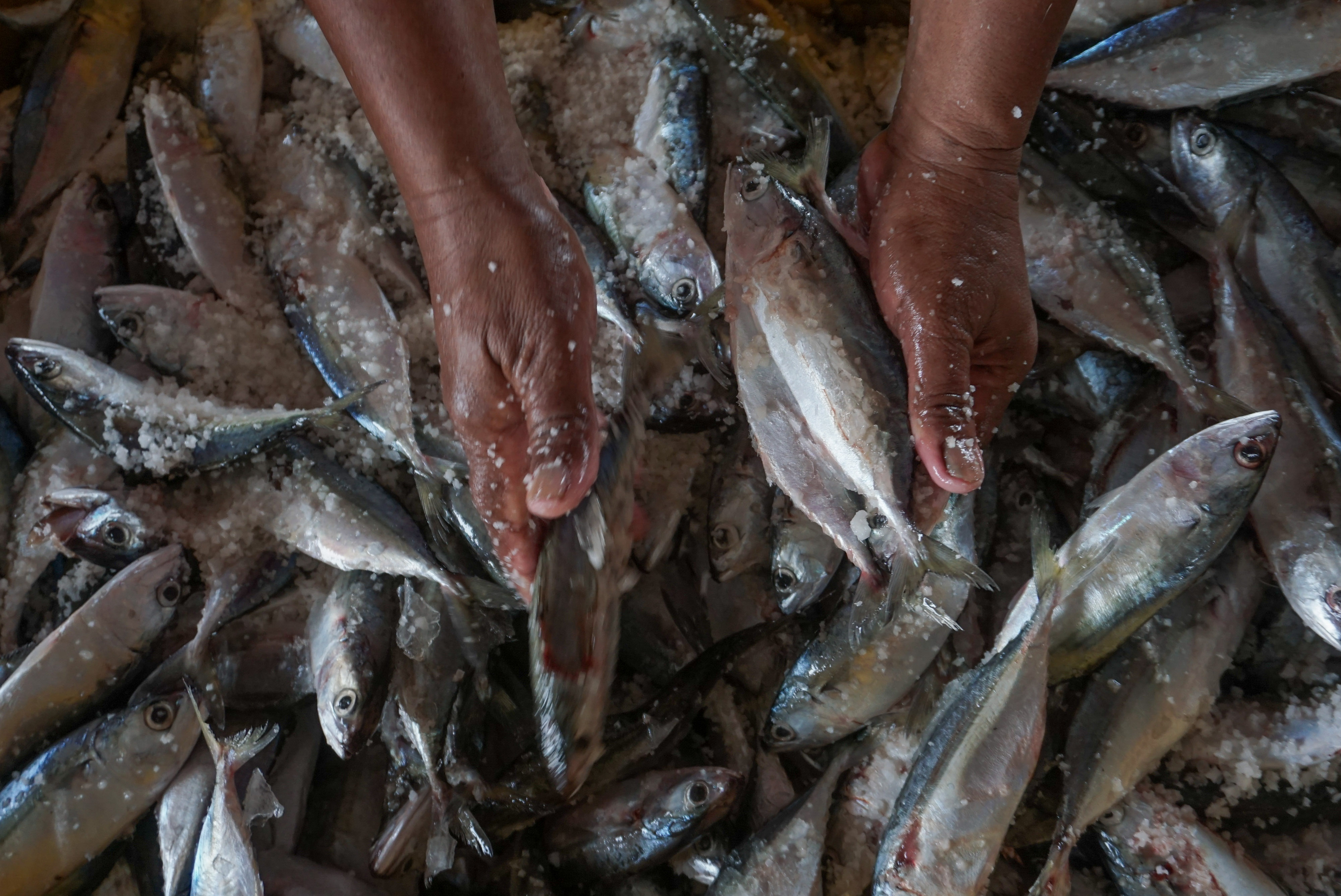 Hasil kekayaan laut Indonesia