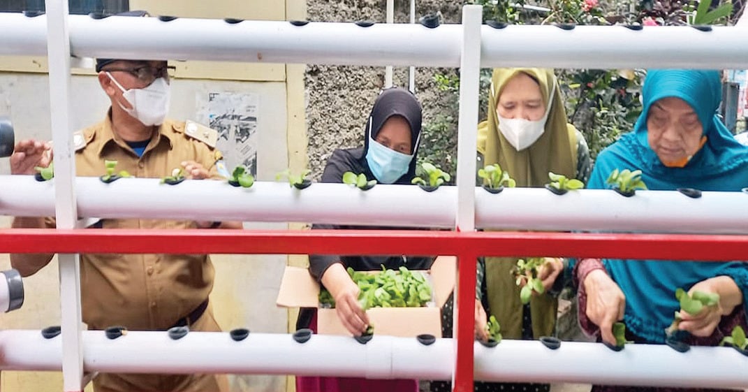 Penanaman hidroponik.