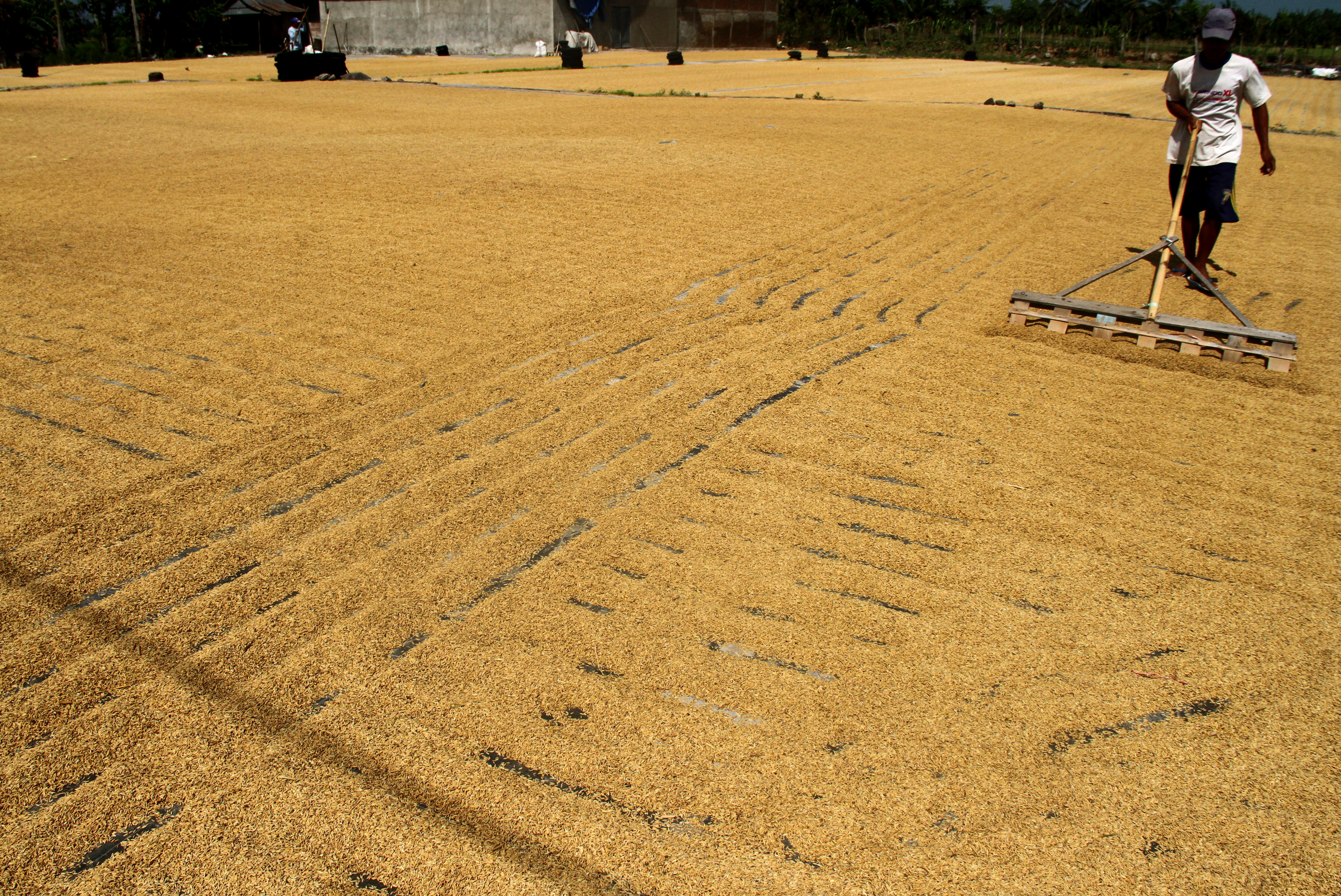 Pekerja menjemur gabah di Desa Padakkalawa, Mattiro Bulu, Kabupaten Pinrang, Silawesi Selatan, beberapa waktu lalu.