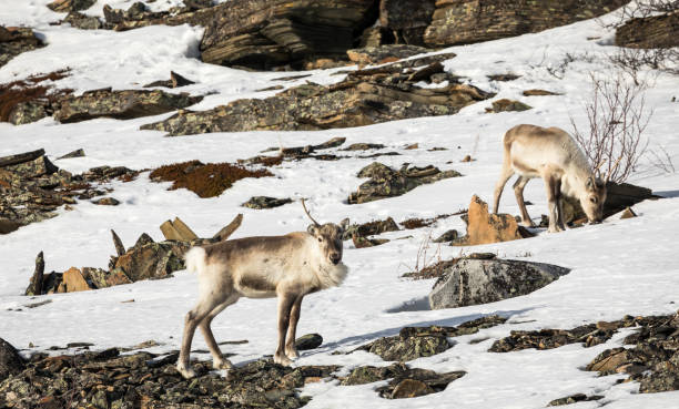 Masyarakat Adat Berperan Penting dalam Menjaga Keanekaragaman Hayati