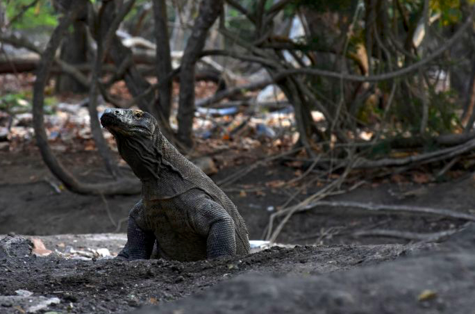 Seekor komodo berada di Pulau Rinca, kawasan Taman Nasional Komodo, Nusa Tenggara Timur.