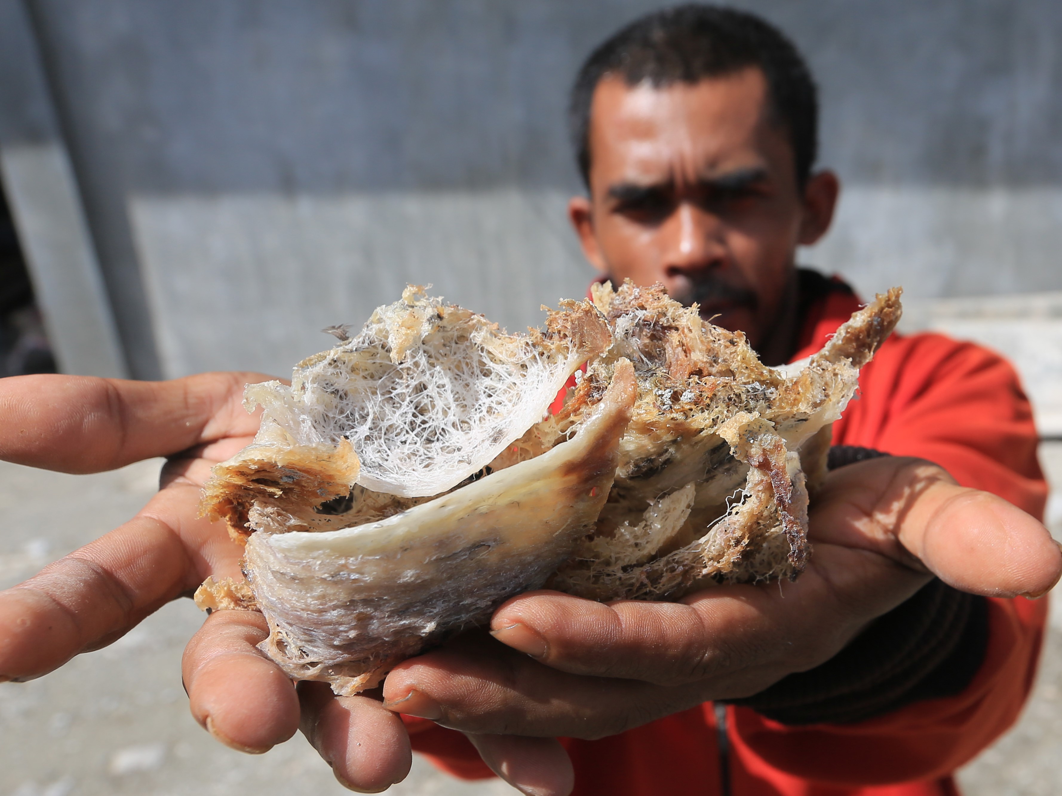 Petani memperlihatkan sarang burung walet seusai panen di Desa Suak Timah, Samatiga, Aceh Barat, Aceh.