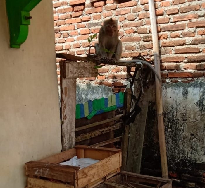 Seekor monyet sedang nongkrong di bagian tembok rumah warga Srengseng, Kecamatan Jatibarang, Kab. Tegal, Jumat (16/12/2022)