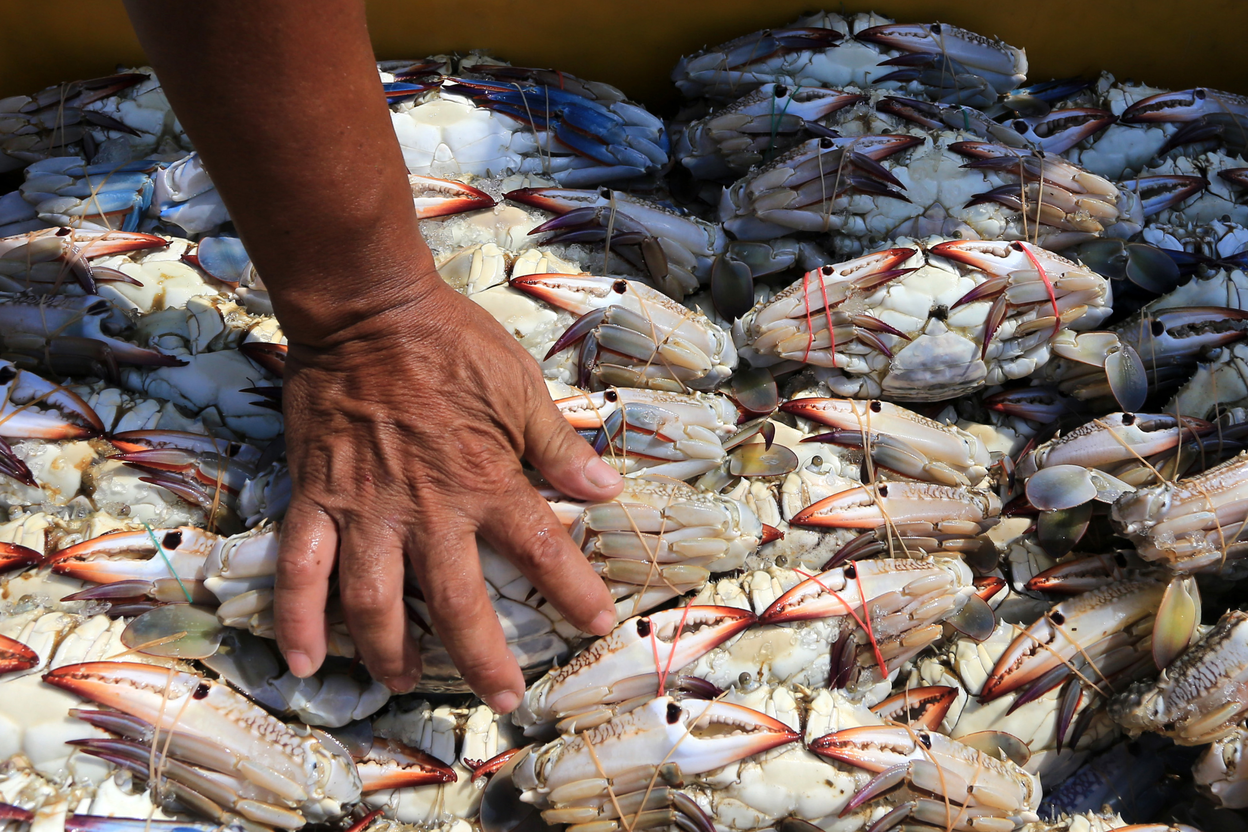  Nelayan menata rajungan hasil tangkapan di Karangsong, Indramayu, Jawa Barat, Sabtu (17/12).