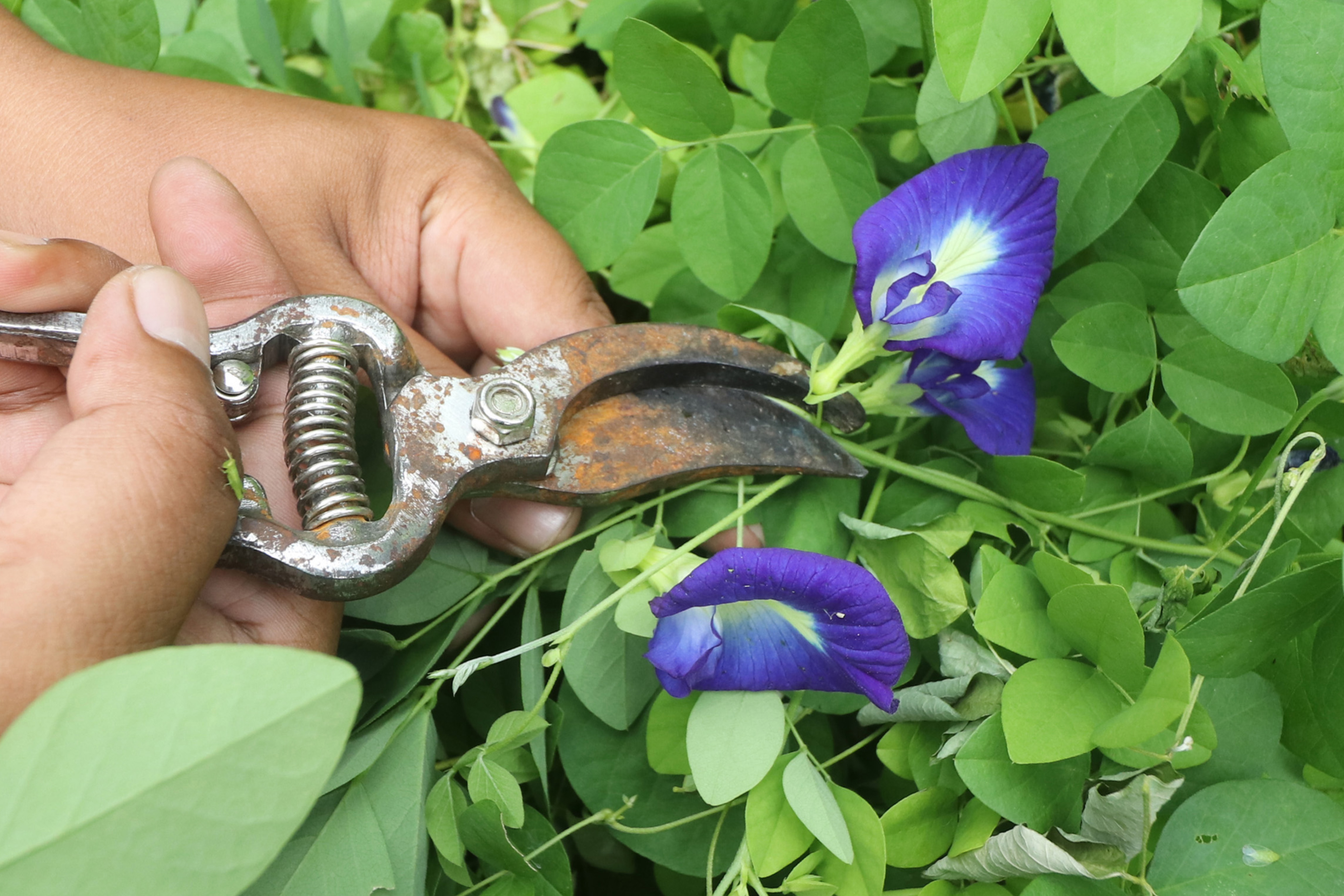 Warga memetik bunga telang