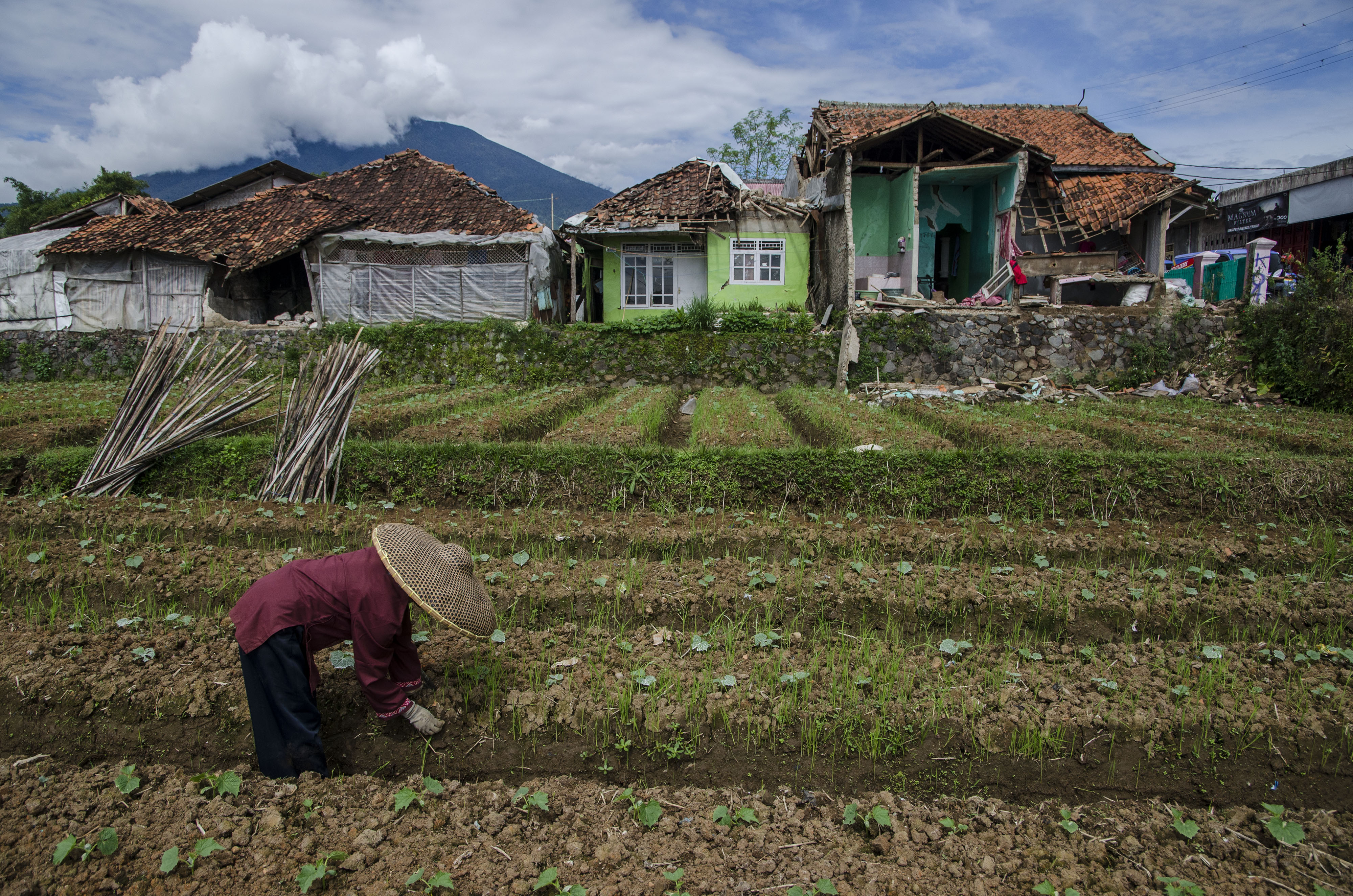 Warga penyintas gempa Cianjur membersihkan lahan pertanian di Sarampad, Cugenang, Cianjur, Jawa Barat.