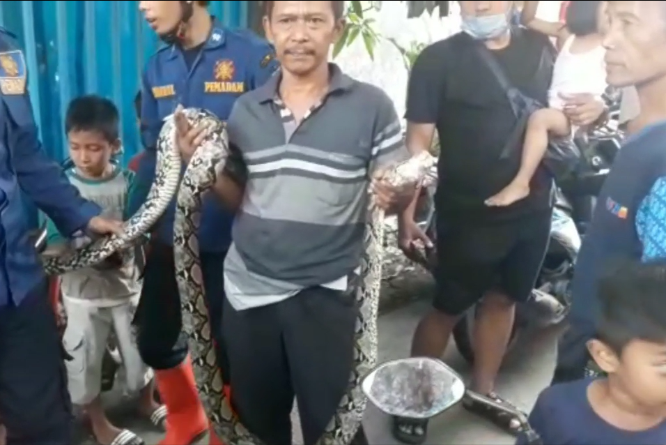 Ular sanca yang ditemukan warga Depok.