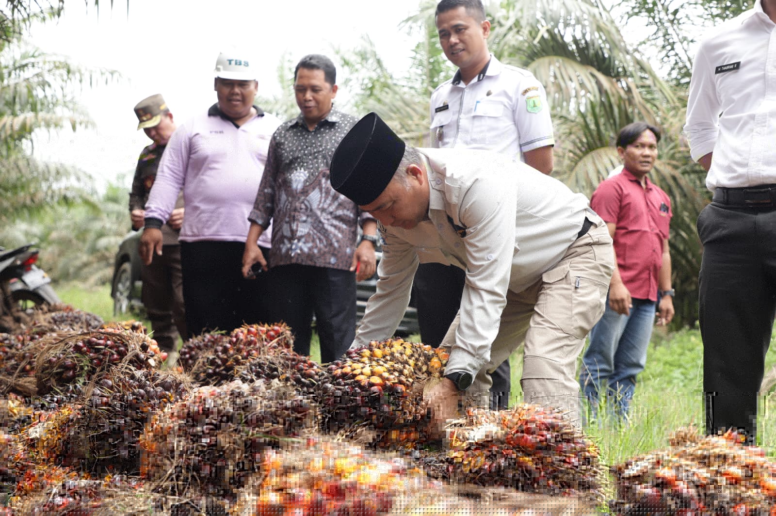 Pj Bupati Musi Banyuasin Apriyadi saat melihat panen kelapa sawit di wilayahnya. 