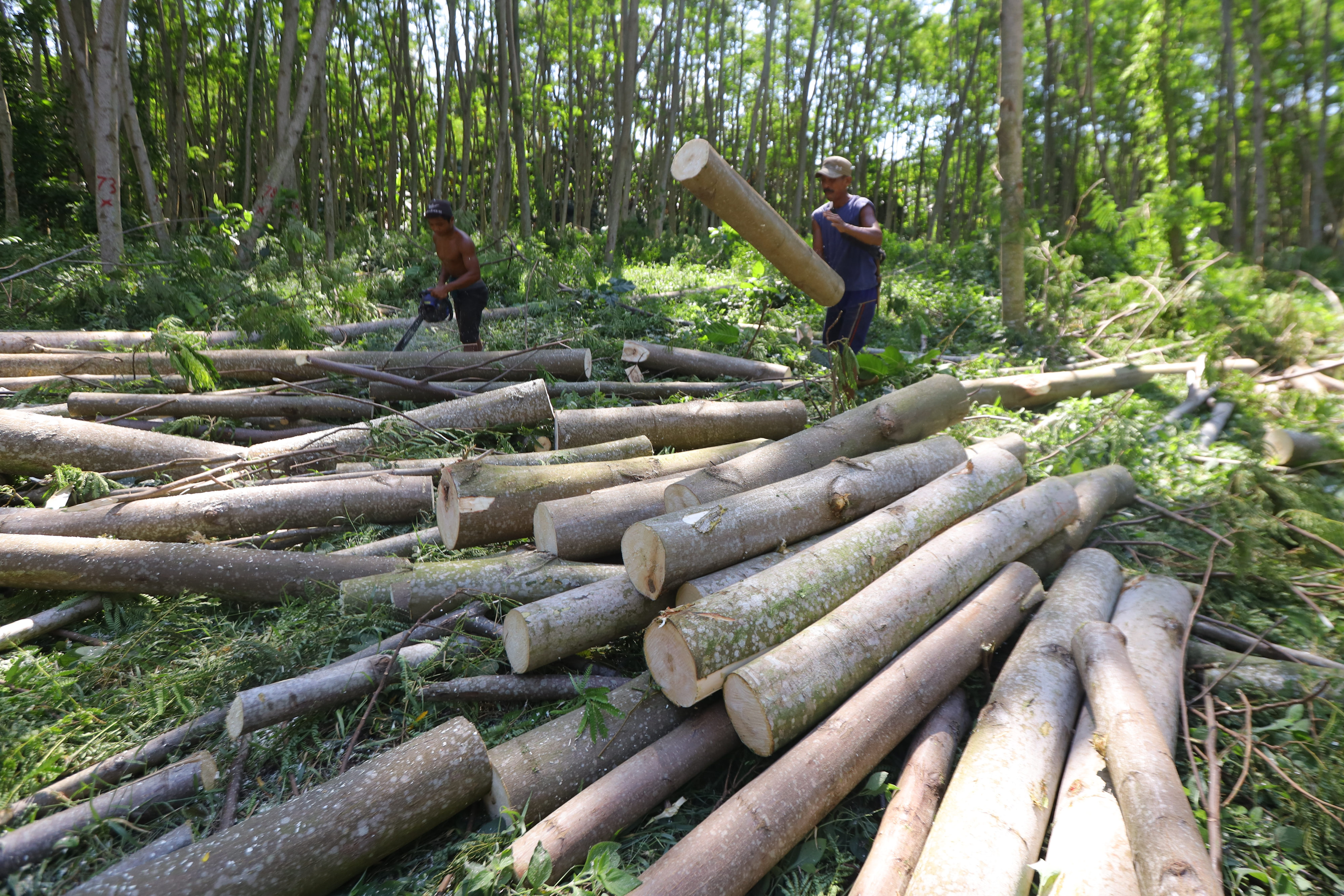 Potret pekerja menebang kayu jenis sengon di Banyuwangi, Jawa Timur.