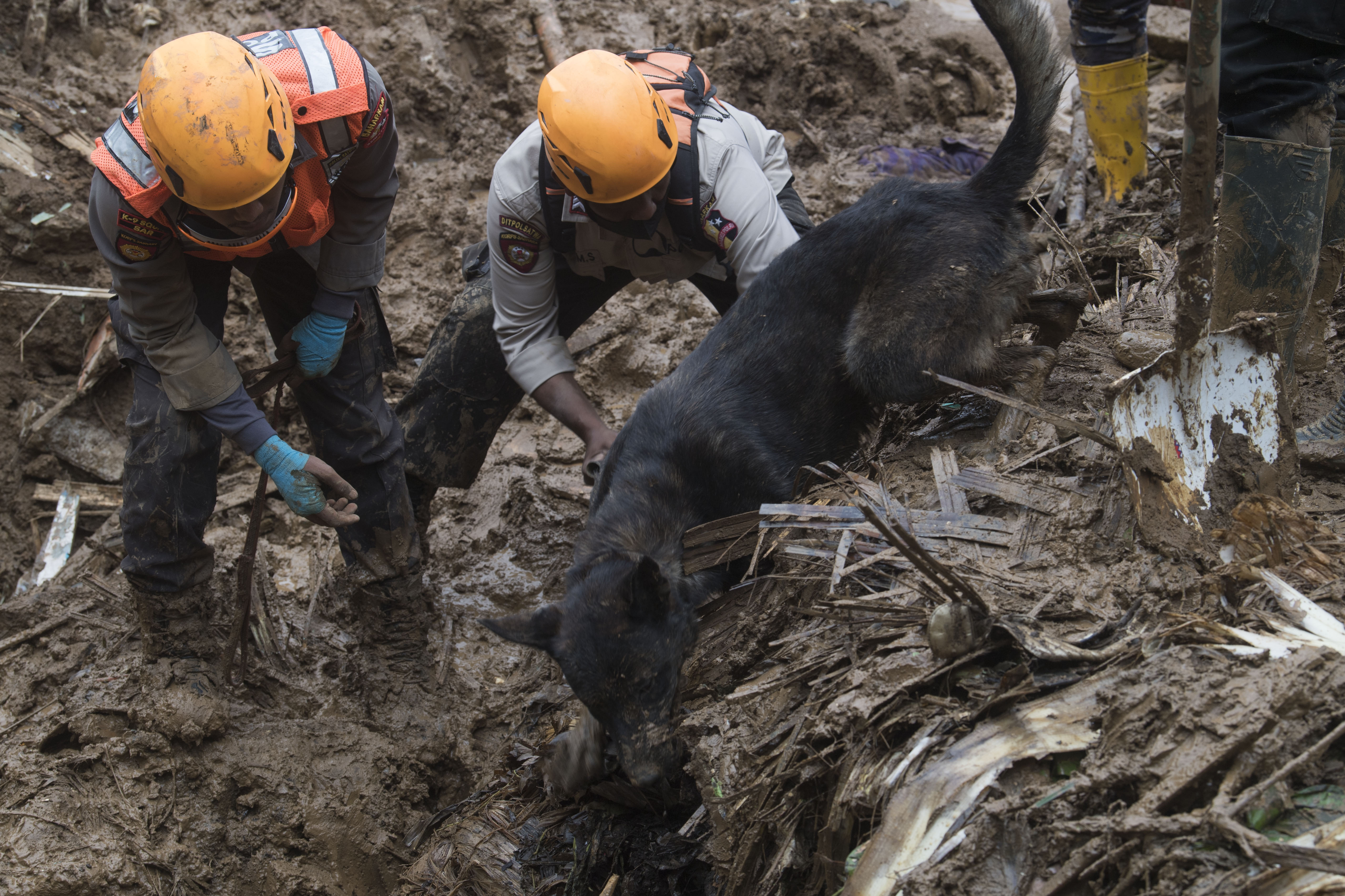 Personel Polri mengerahkan anjing pelacak untuk mencari korban yang tertimbun longsor akibat gempa di Kampung Cijedil, Minggu (27/11).