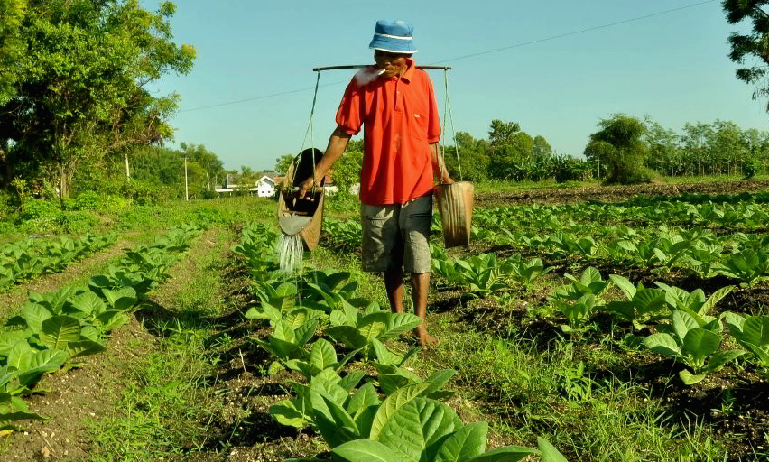 Pemerintah Kaji Asuransi Petani Tembakau