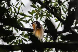  Seekor burung cenderawasih bertengger diatas dahan di hutan konservasi Malagufuk, Kabupaten Sorong, Papua Barat.