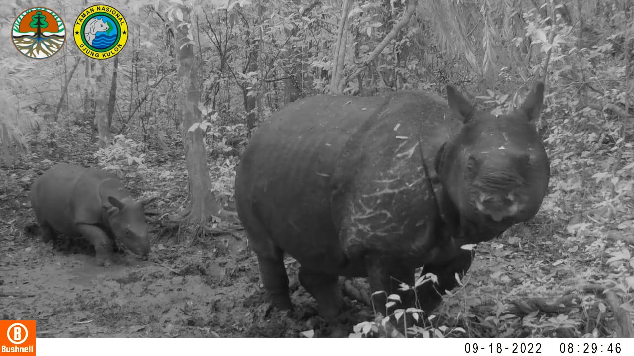 Dua ekor anak badak (Rhinoceros sondaicus) atau badak Jawa, terekam lahir di habitat alaminya, Taman Nasional Ujung Kulon, Banten.