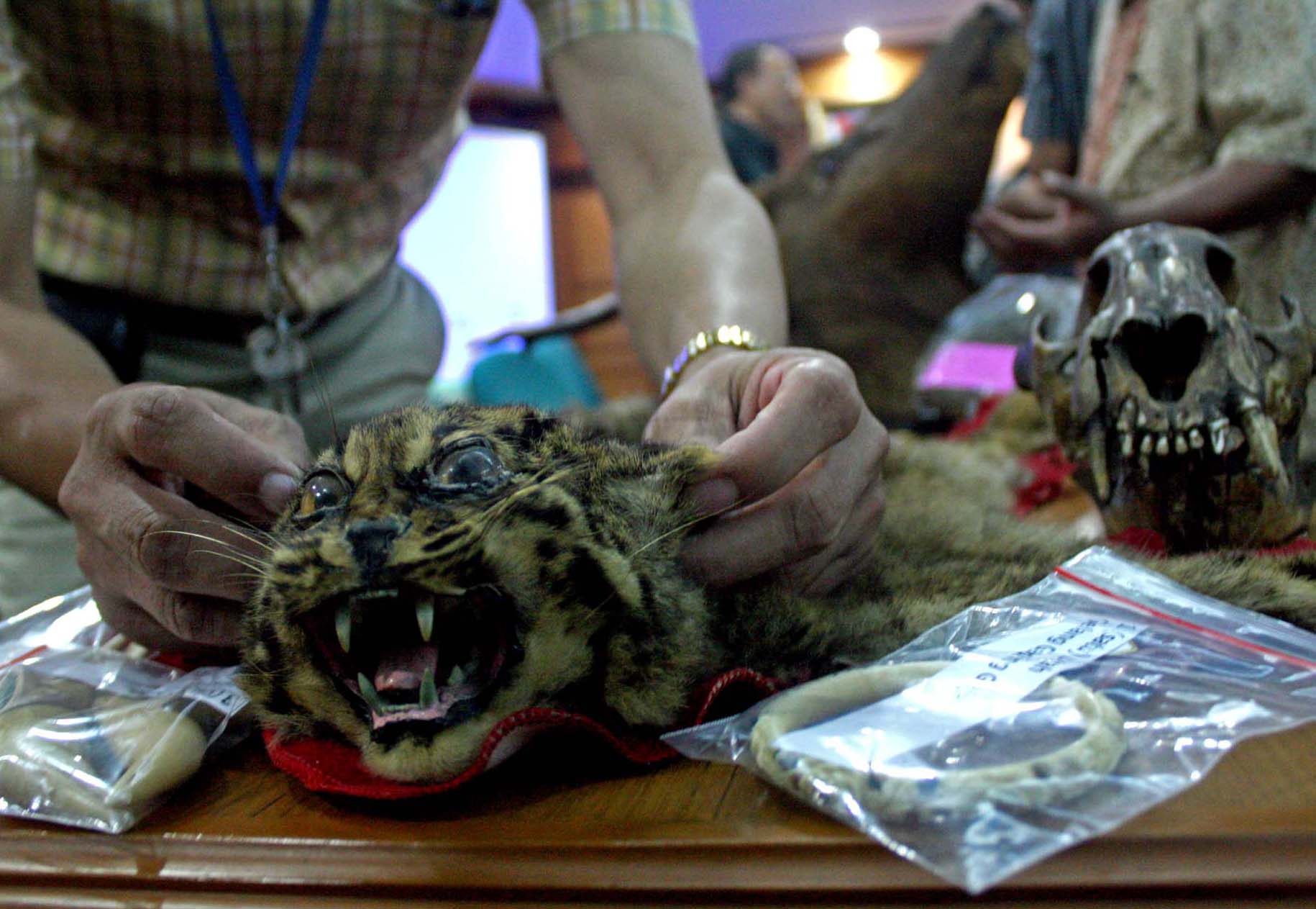 Perdagangan satwa langka berupa anakan Harimau Sumatra.