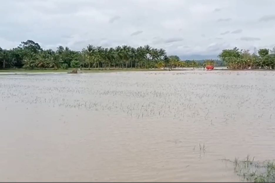 Sawah yang kebanjiran di Jeneponto.