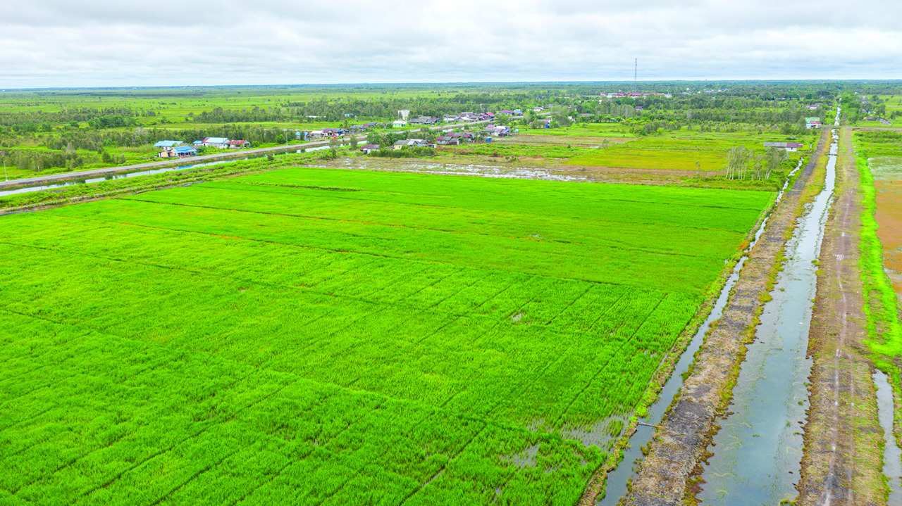Area persawahan yang menjadi pendukung produksi beras dari dalam negeri.