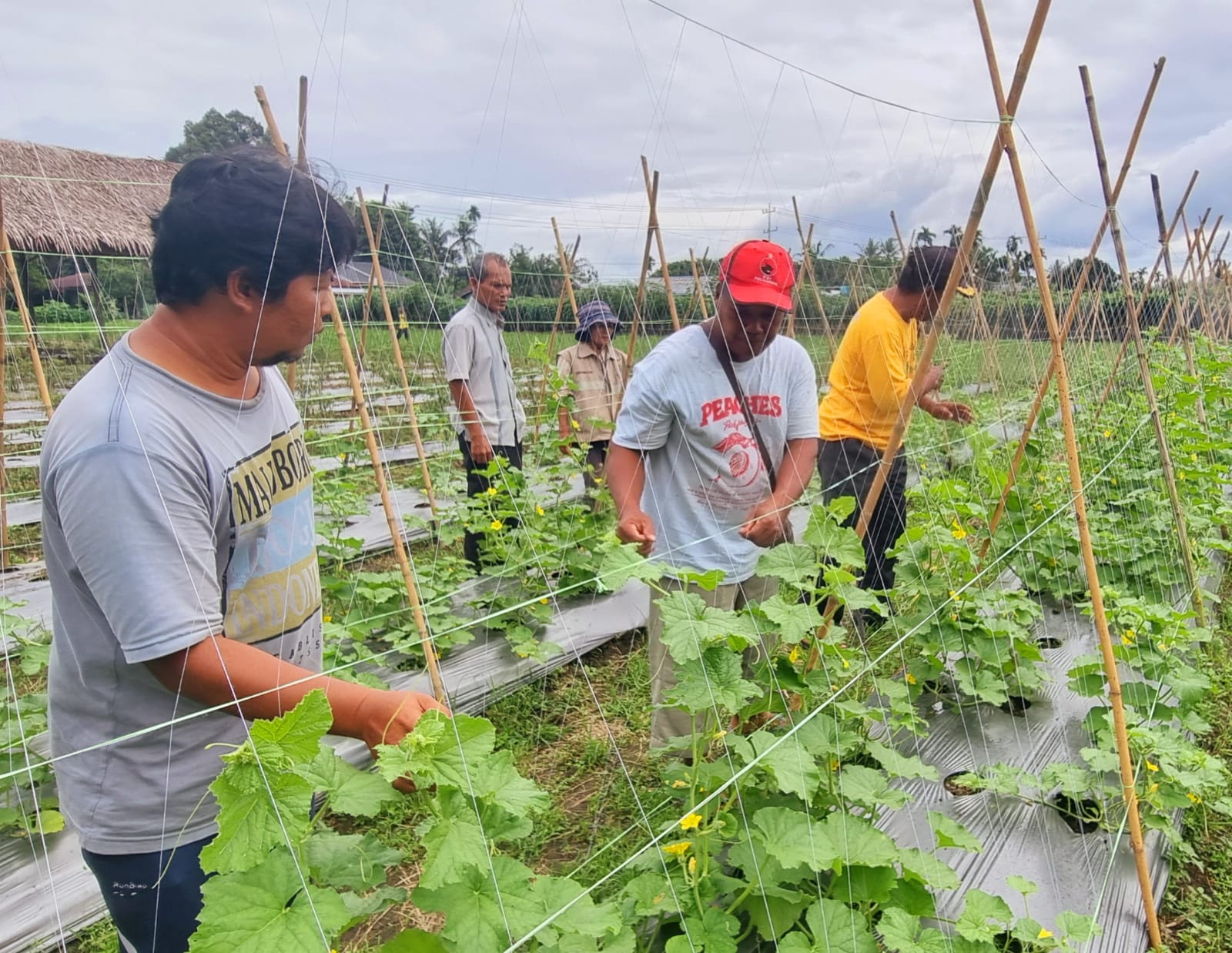 Warga desa Pasar VI, Kwala Mencirim, Sei Bingai, Kabupaten Langkat menggiatkan pertanian ramah lingkungan