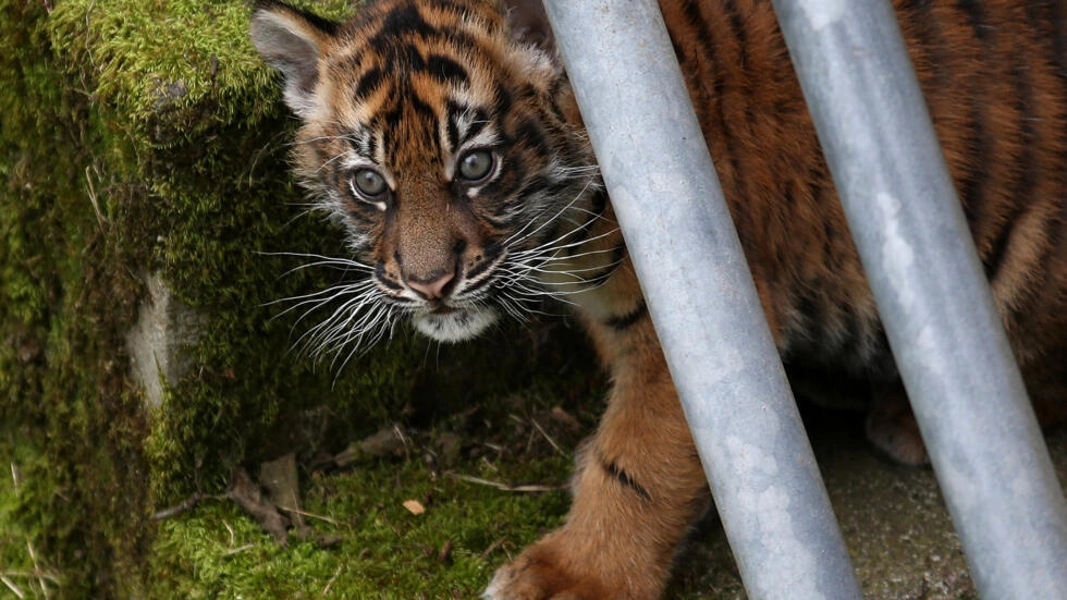 Anak Harimau