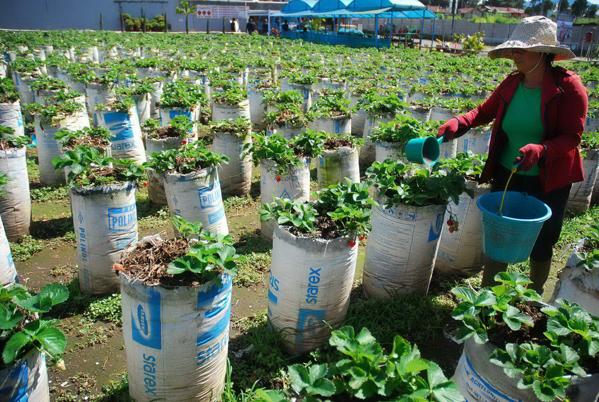 Seorang petani stroberi memberikan pupuk organik di lahan perkebunan stroberi di daerah Cikole, Lembang, Bandung Barat, Jawa Barat.