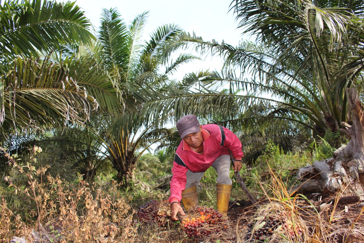 Pola Kemitraan dengan Perusahaan, Petani Sawit Banyak Dirugikan