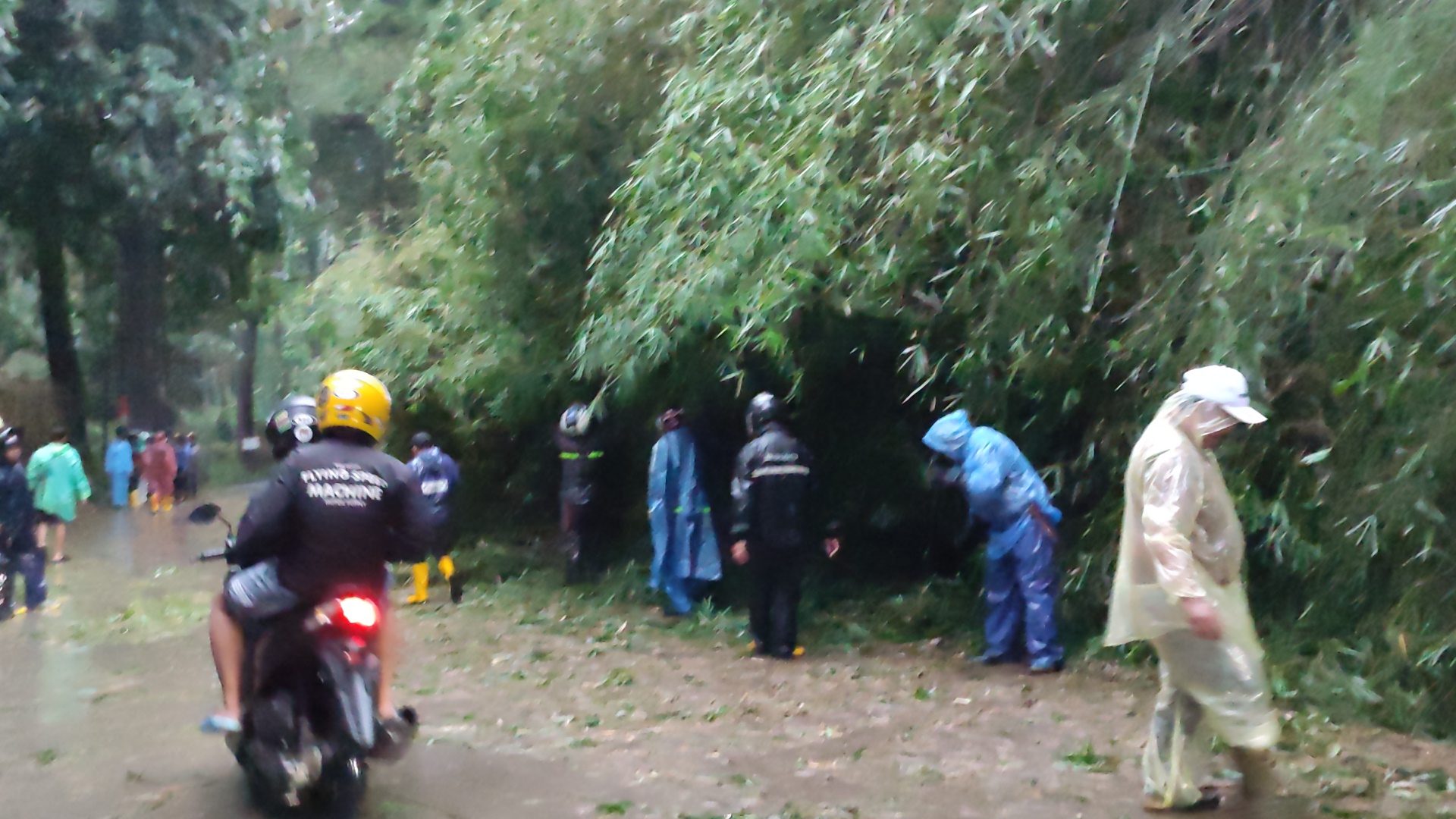 Warga dibantu petugas mengevakuasi pohon bambu yang longsor di Jalan Maribaya, Kecamatan Lembang, Kabupaten Bandung Barat, Jumat (16/12) sor