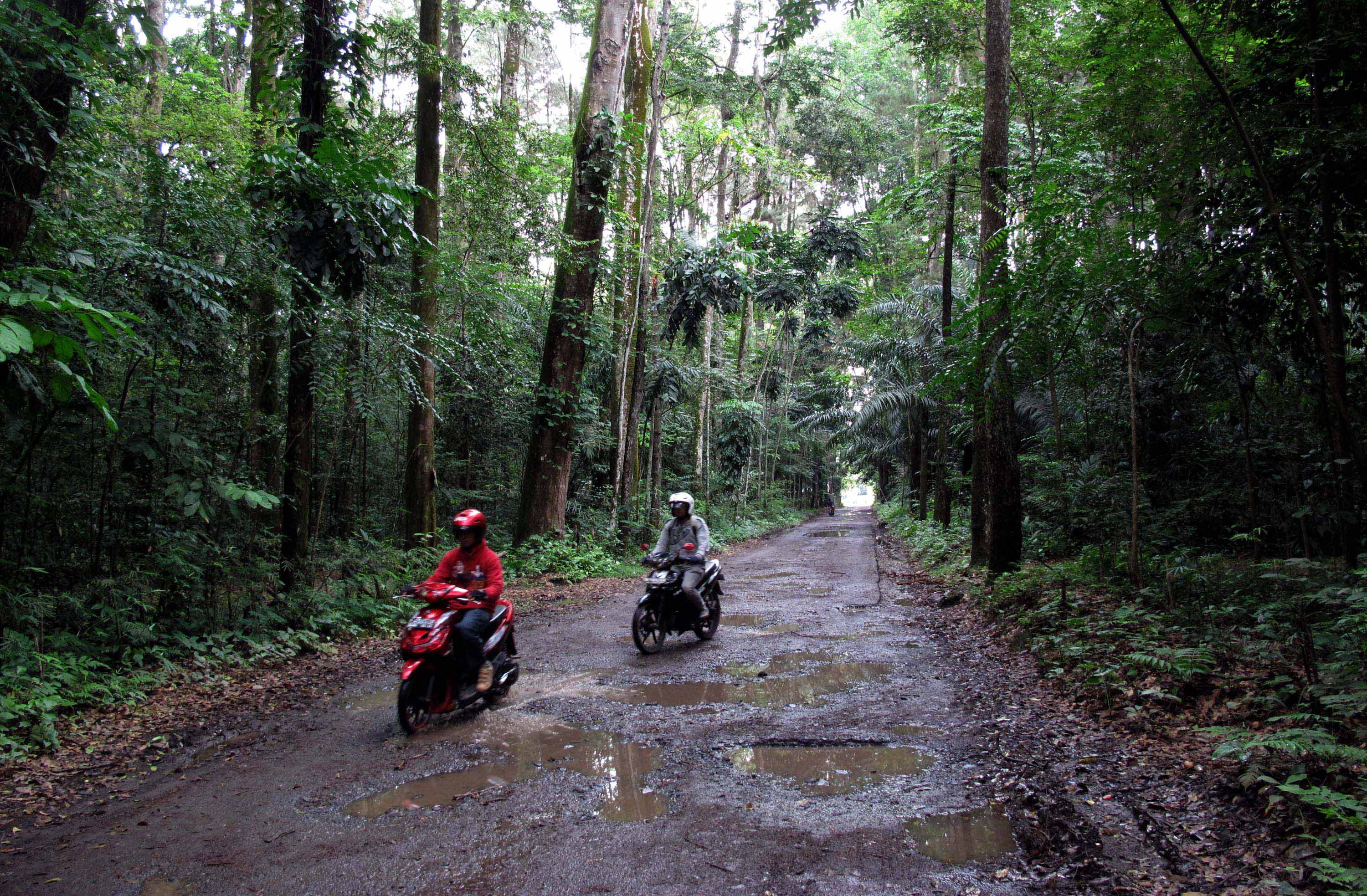  HUTAN PENELITIAN: Pengendara motor melintas di tengah hutan Pusat Riset Kehutanan Internasional (Cifor) di Bogor, Jabar.