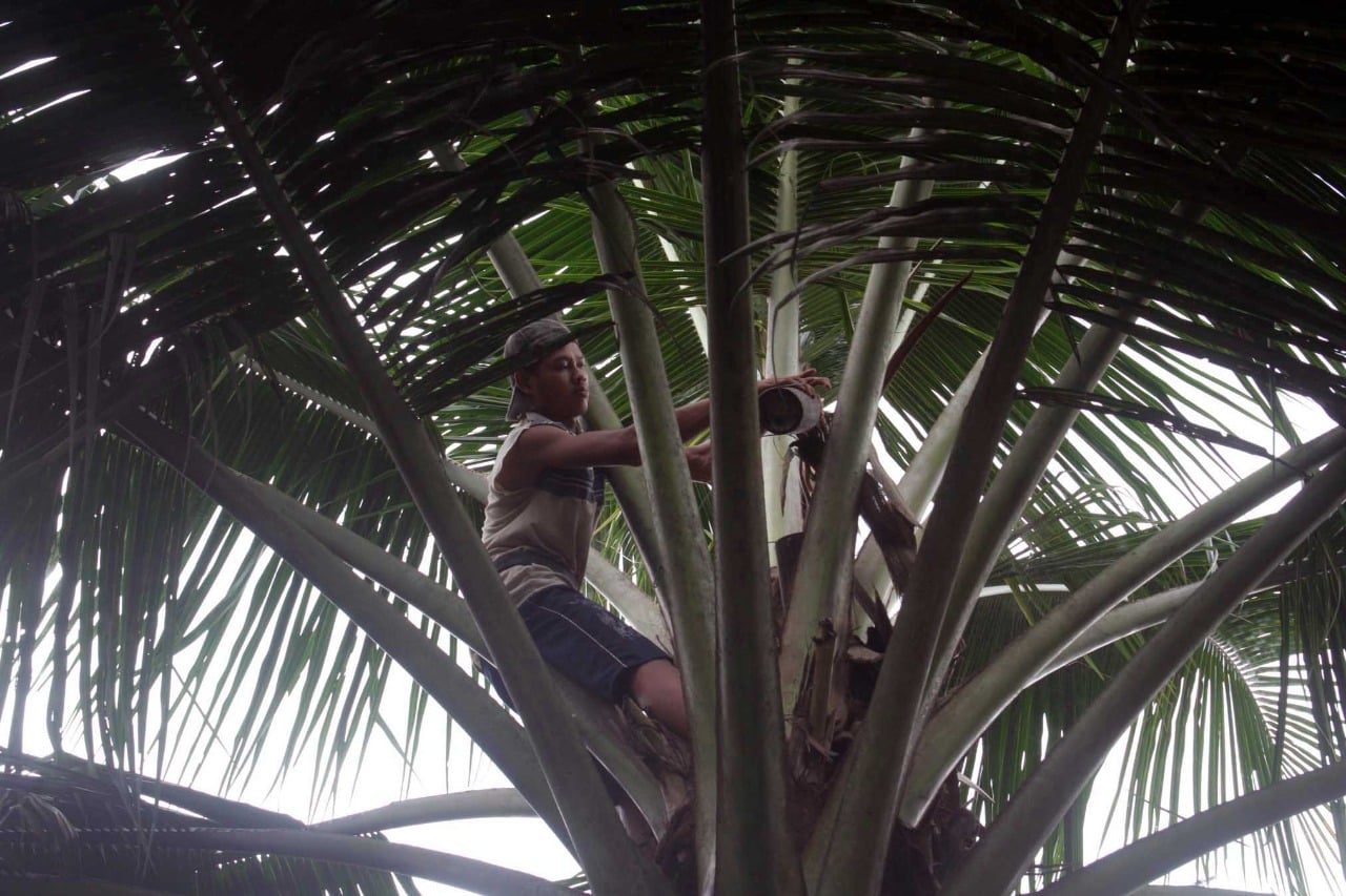 Seorang penderes tengah bekerja di atas pohon kelapa. Pekerjaan mereka berisko tinggi sehingga butuh perlindungan BPJS Ketenagakerjaan