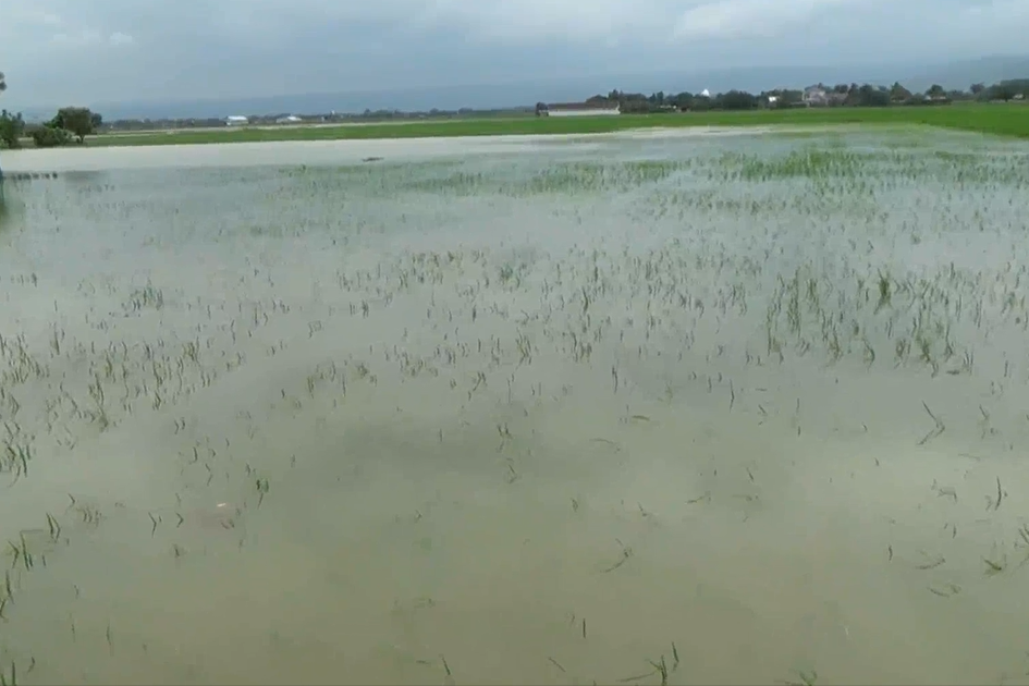 Tanaman padi di Kendal yang kebanjiran.