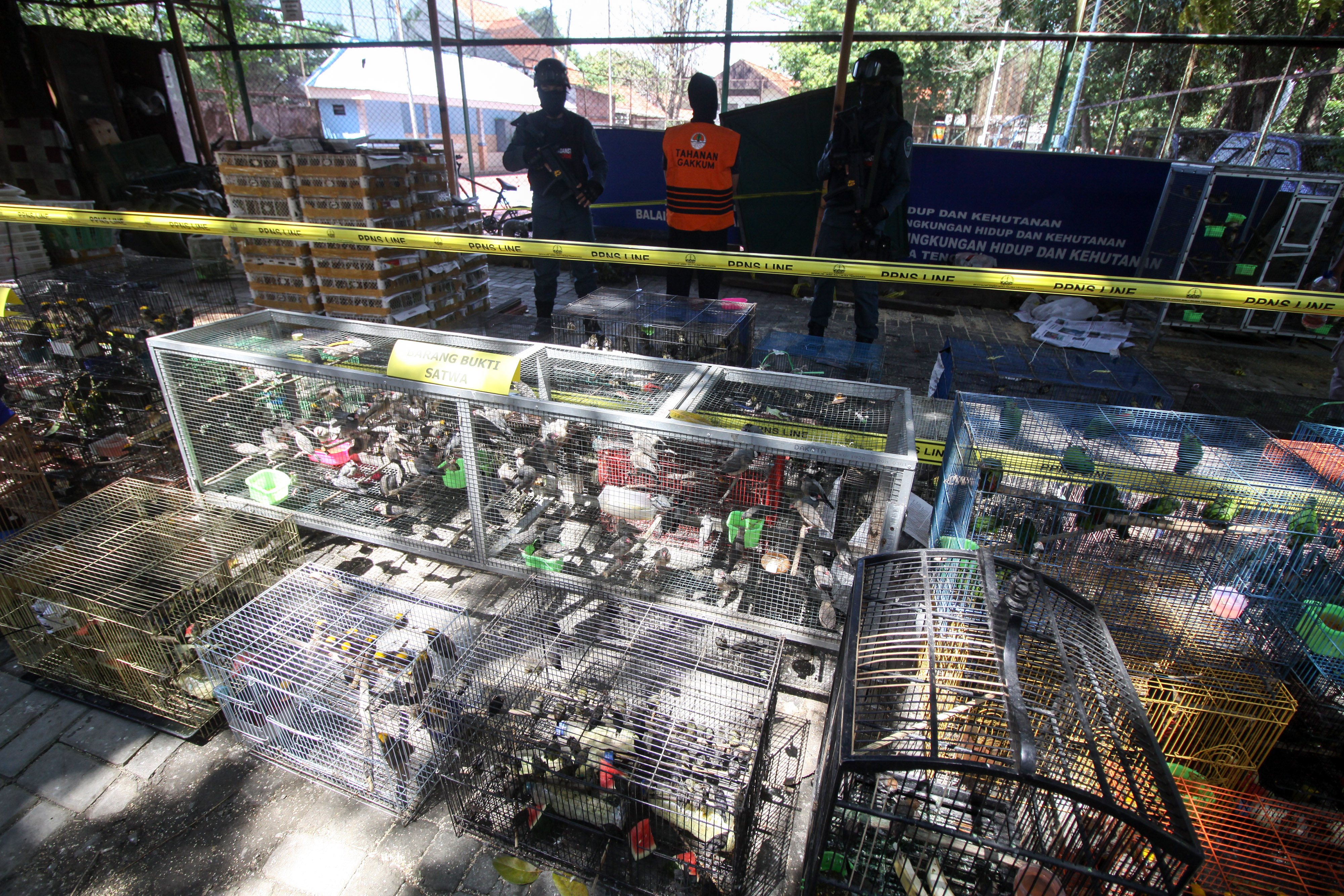Penyelundupan ribuan burung liar tanpa izin (ilegal) yang digagalkan beberapa waktu lalu
