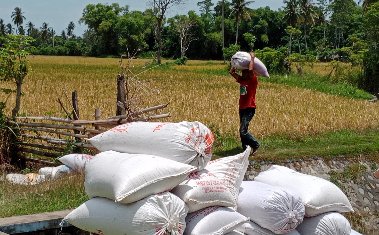 Petani padi mengangkut hasil panenya.