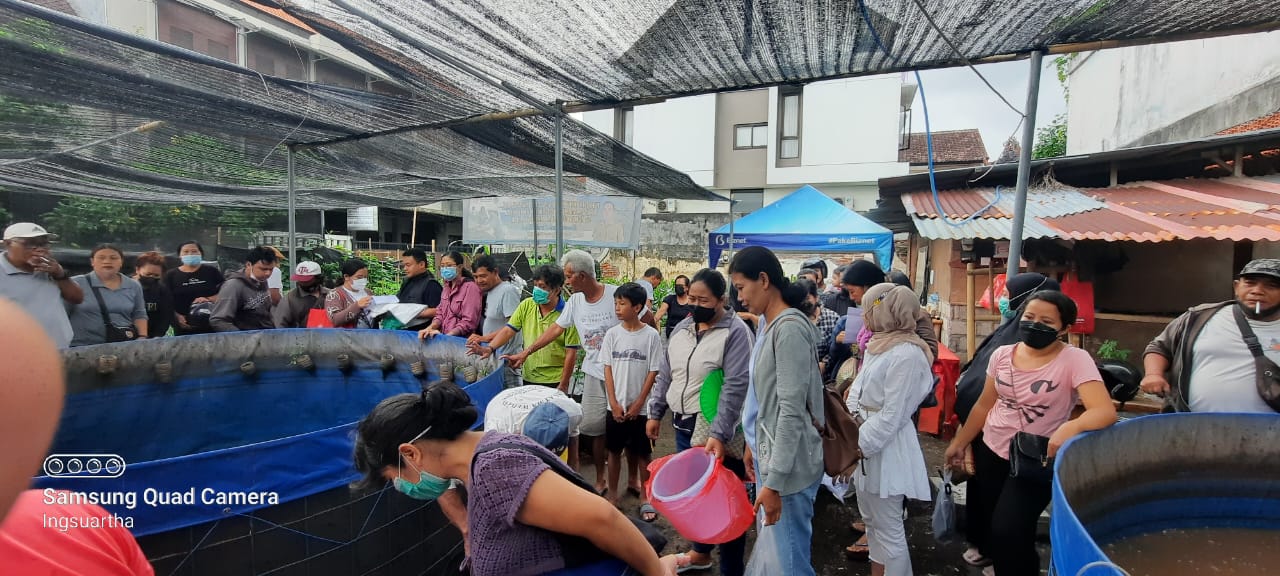 Panen lele di Kota Denpasar, Bali